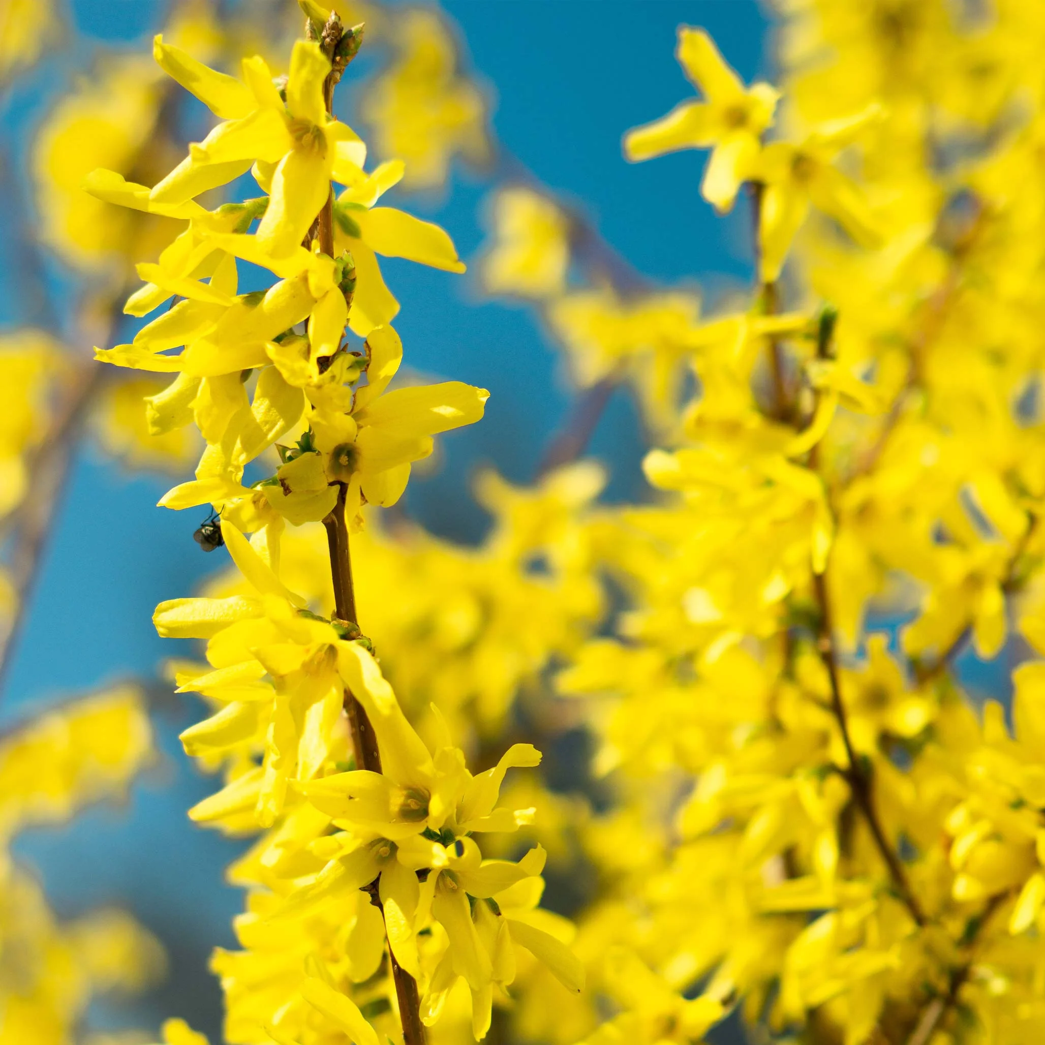 Lynwood Gold Forsythia Shrub - Image 3