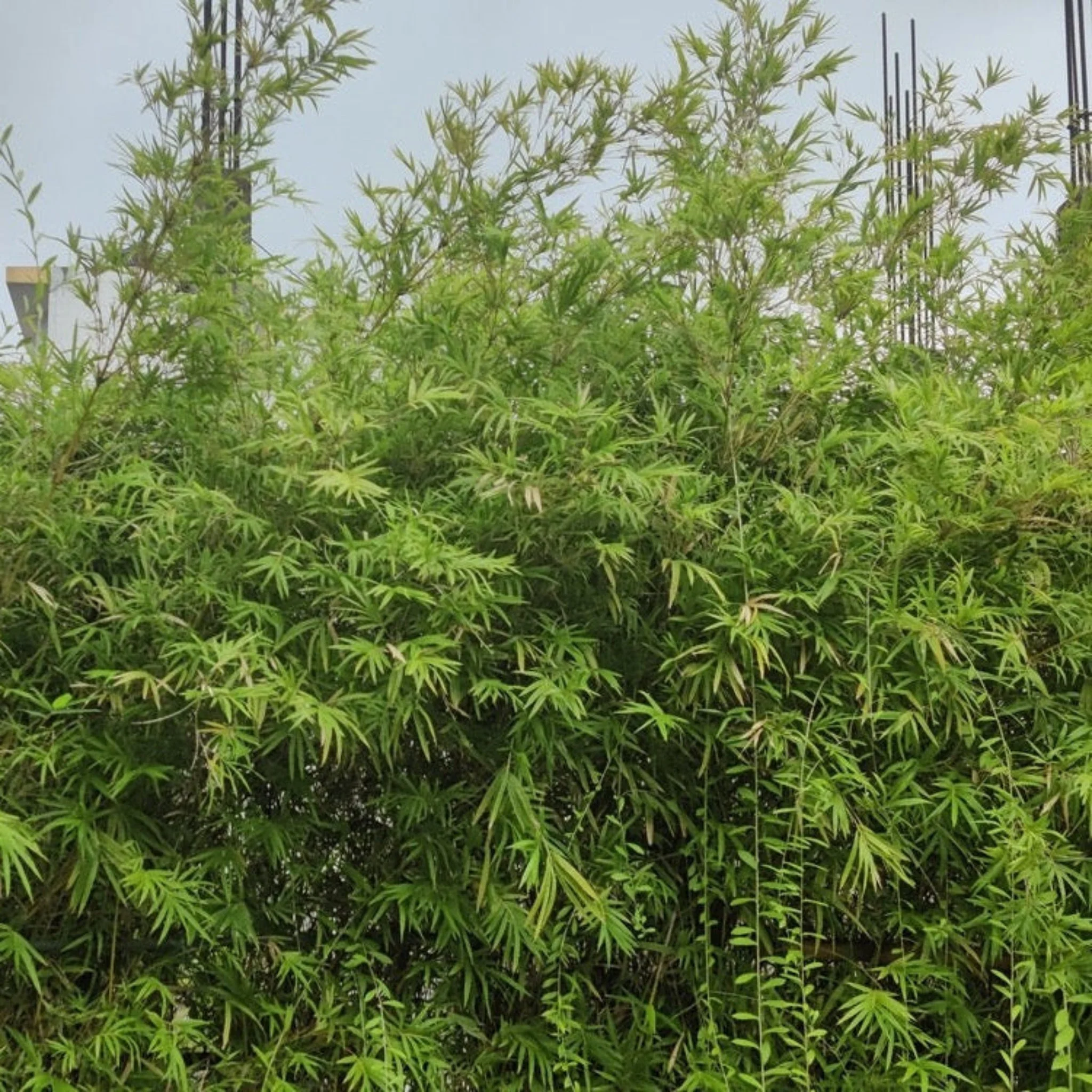 Maculata Bamboo - Image 2
