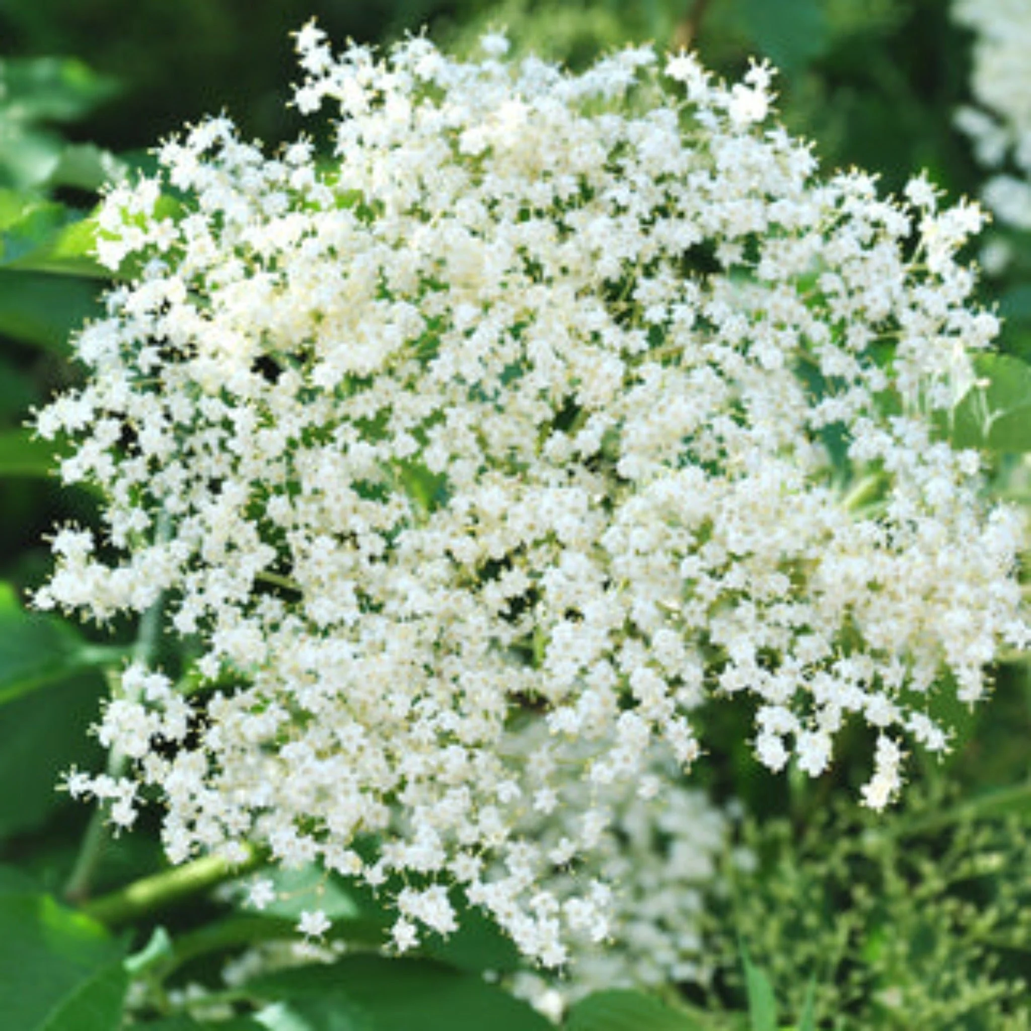 Marge Elderberry - Image 2