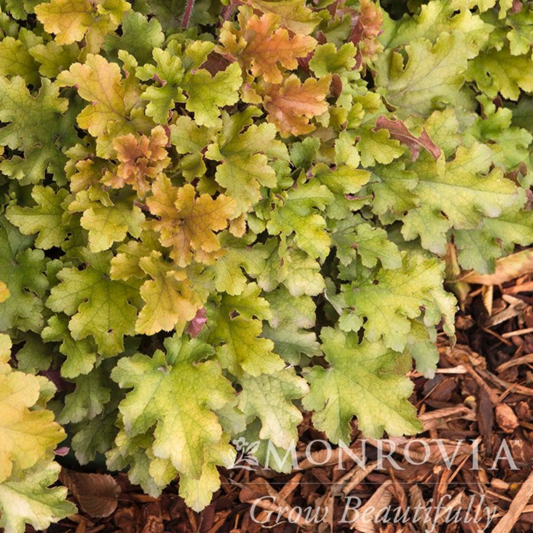 Marmalade Heuchera - Image 2