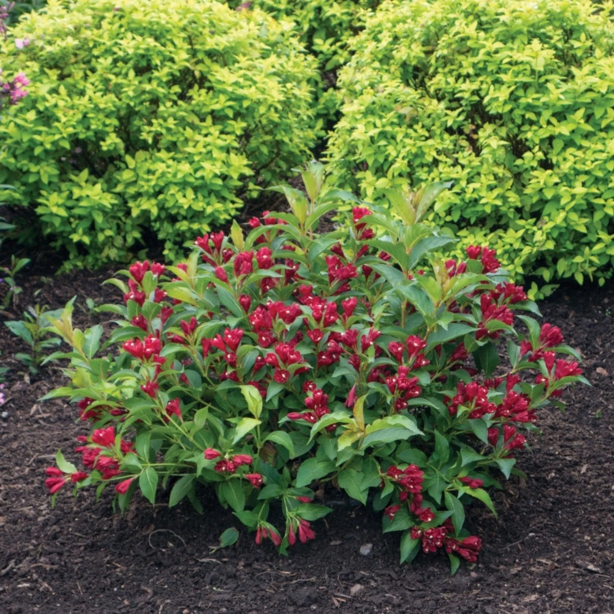 Maroon Swoon® Weigela - Image 2