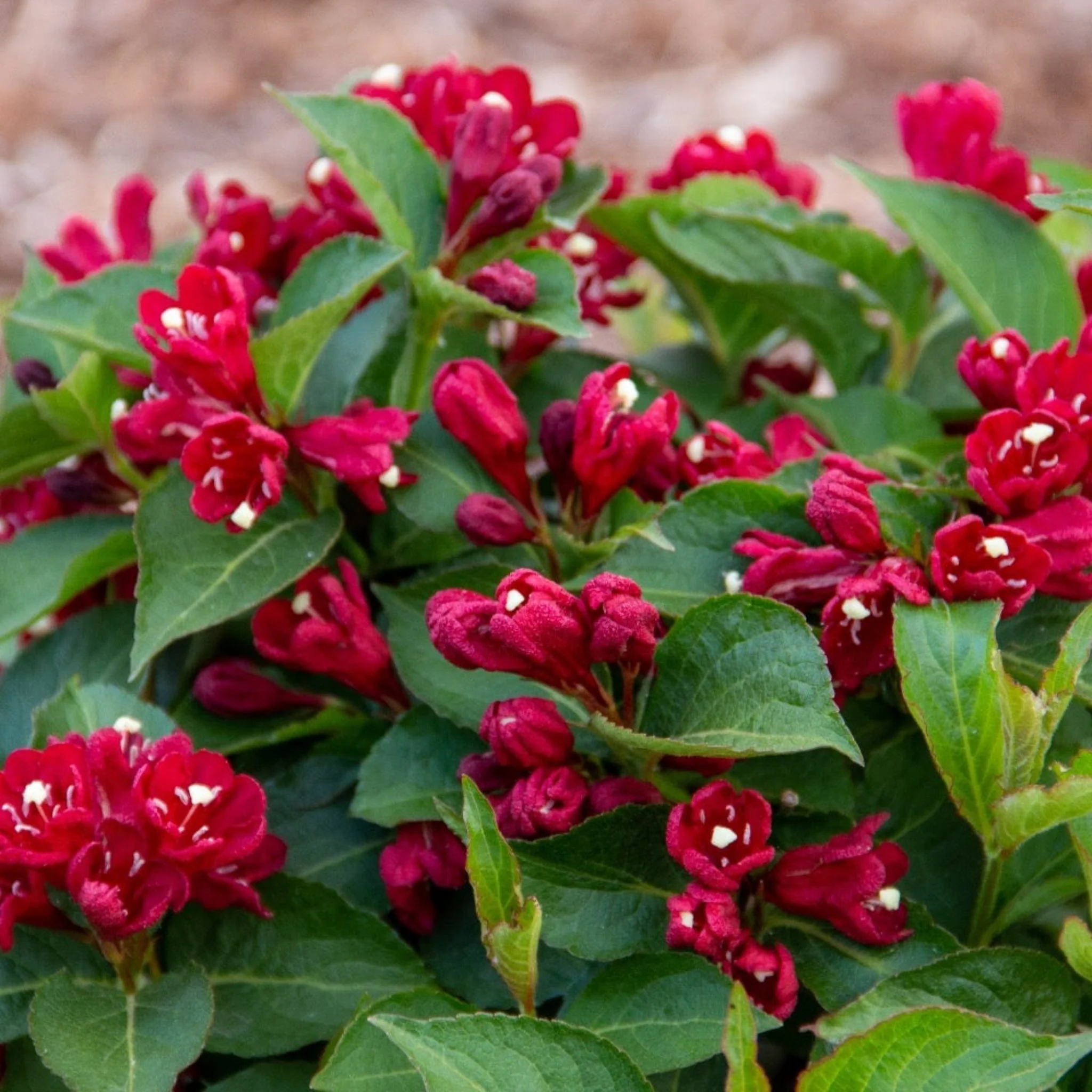 Maroon Swoon® Weigela - Image 3