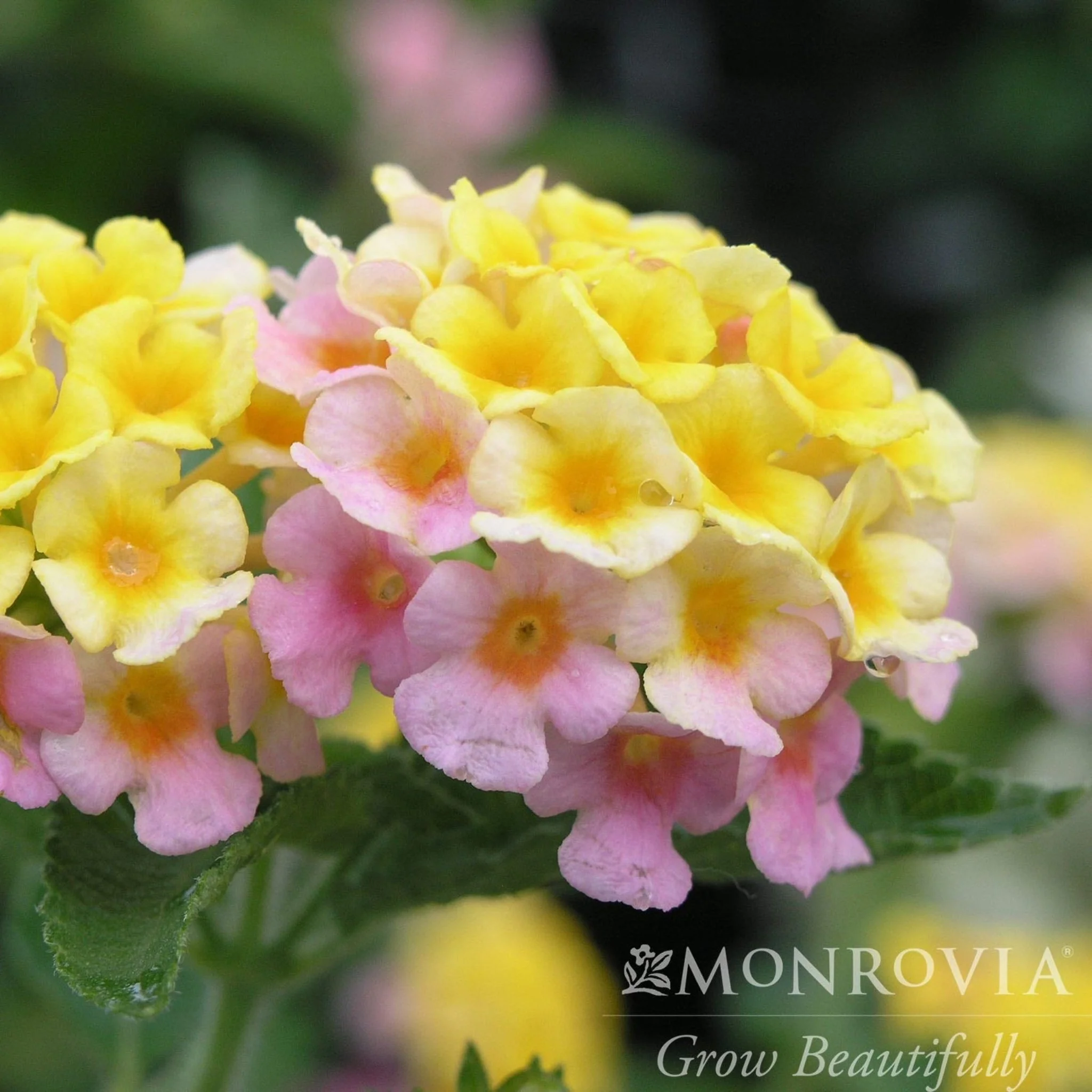 Mary Ann Lantana - Image 2