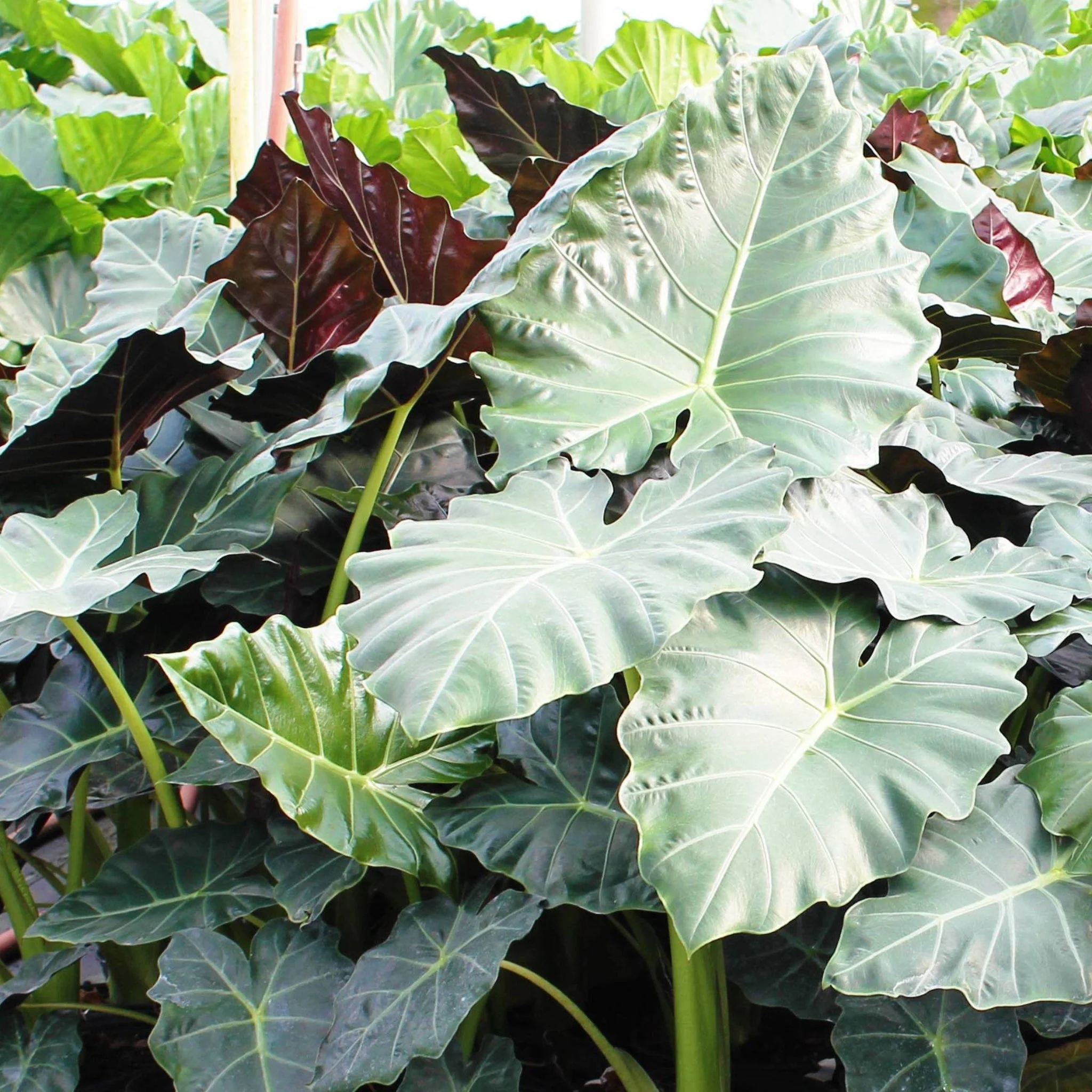 Mayan Mask Alocasia - Image 2