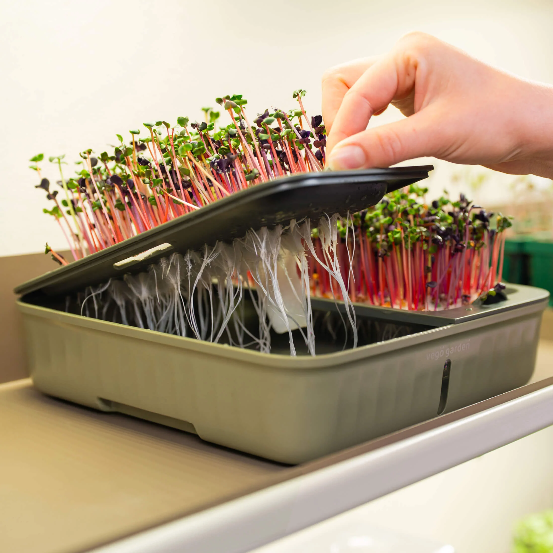 Microgreens Grow Mats - 40 Pack - Image 8