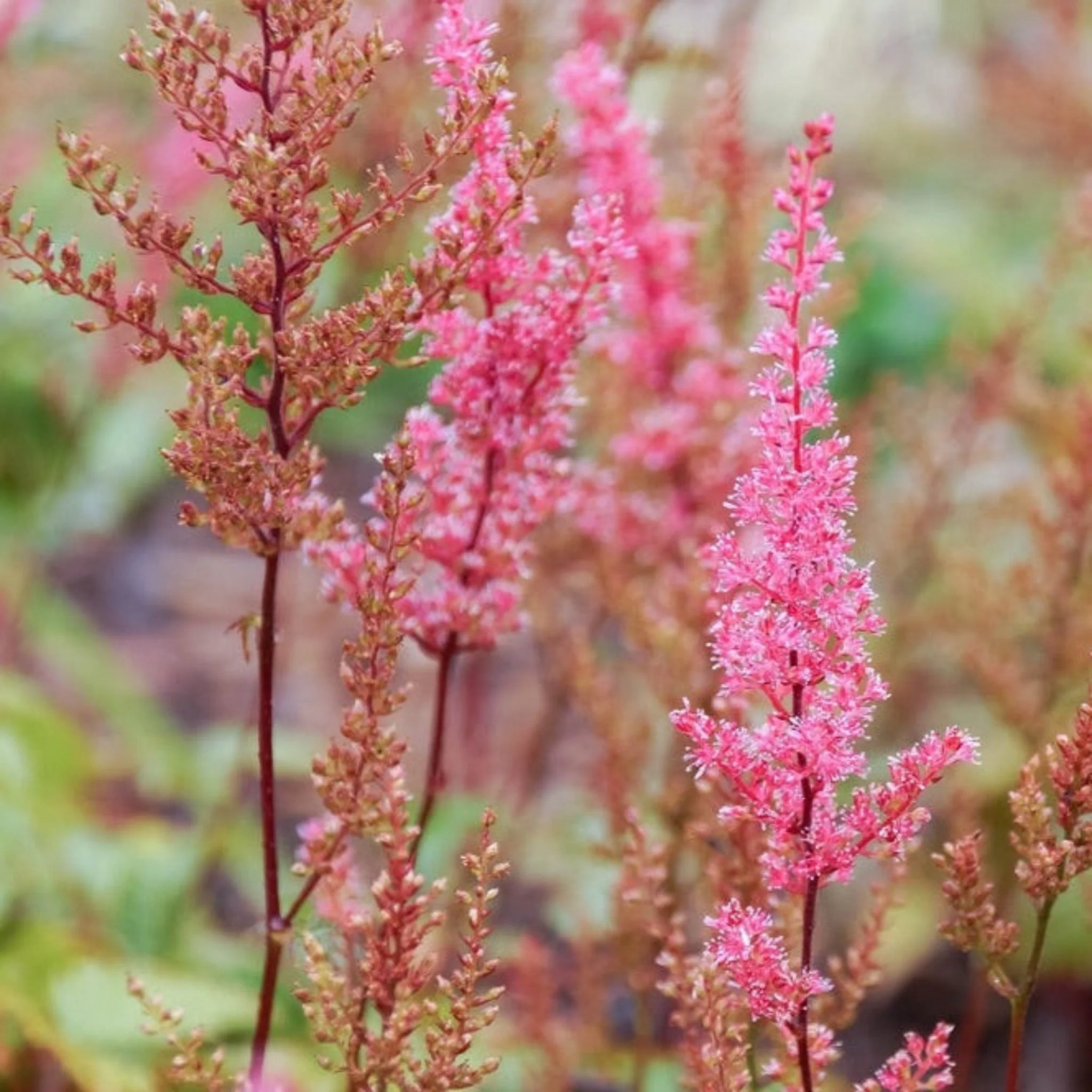Mighty® Chocolate Cherry Astilbe - Image 2