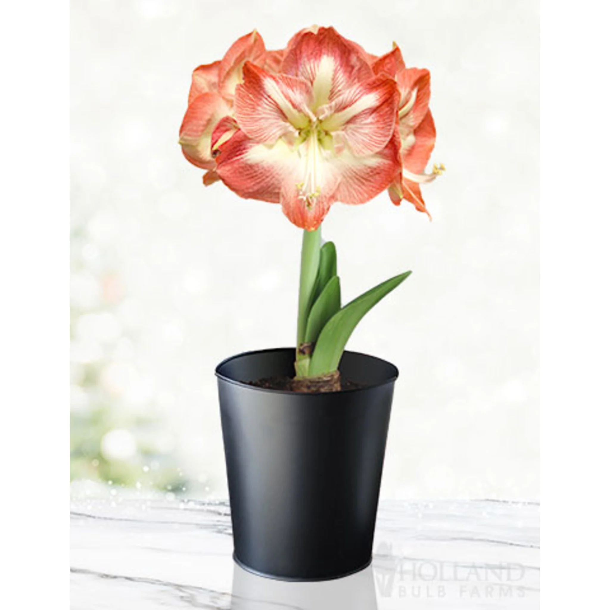 'Minerva' Amaryllis Kit - Image 2