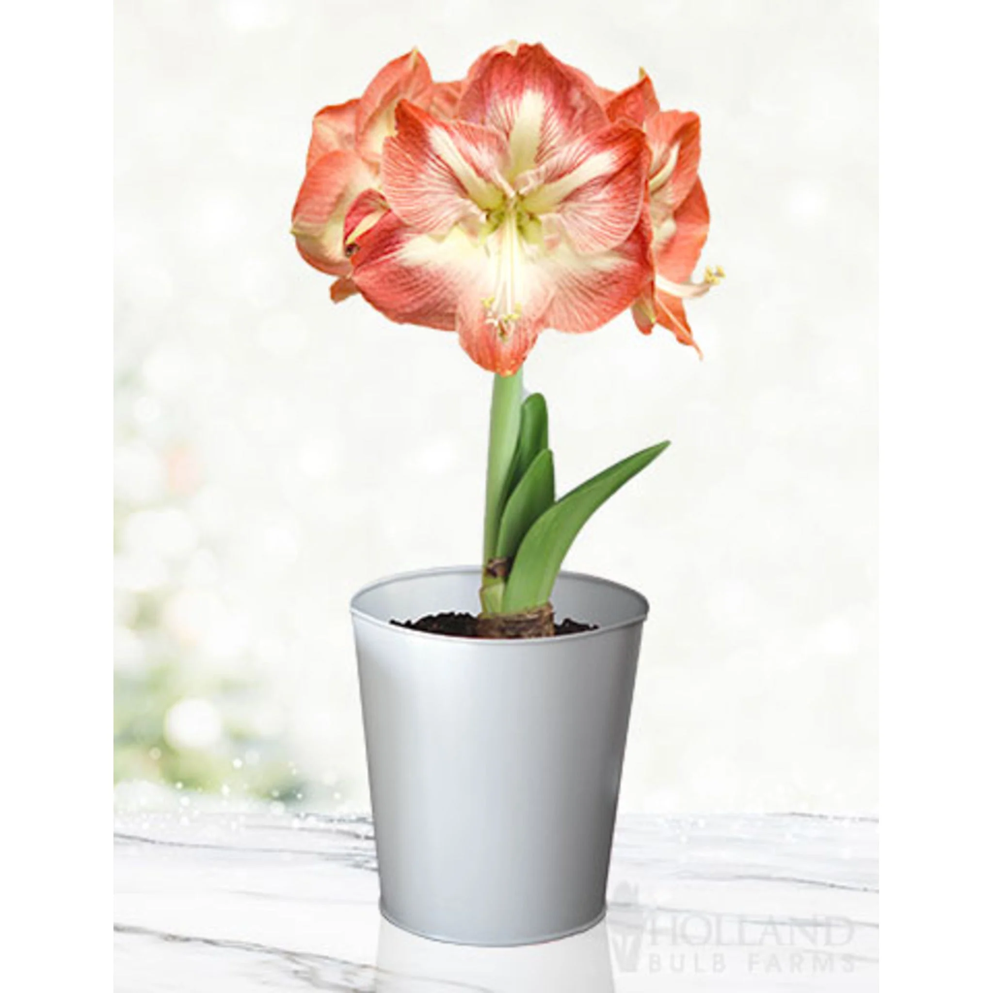 'Minerva' Amaryllis Kit - Image 3