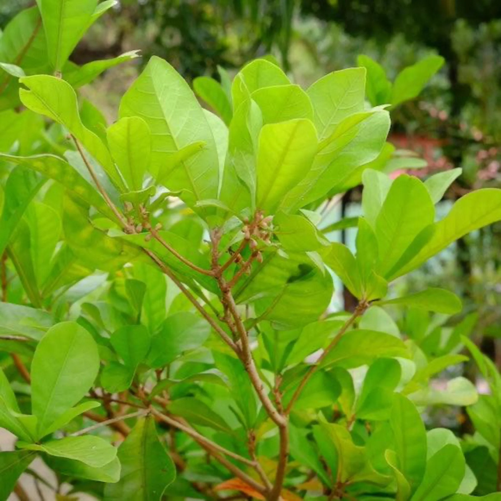 Miracle Fruit - Image 2