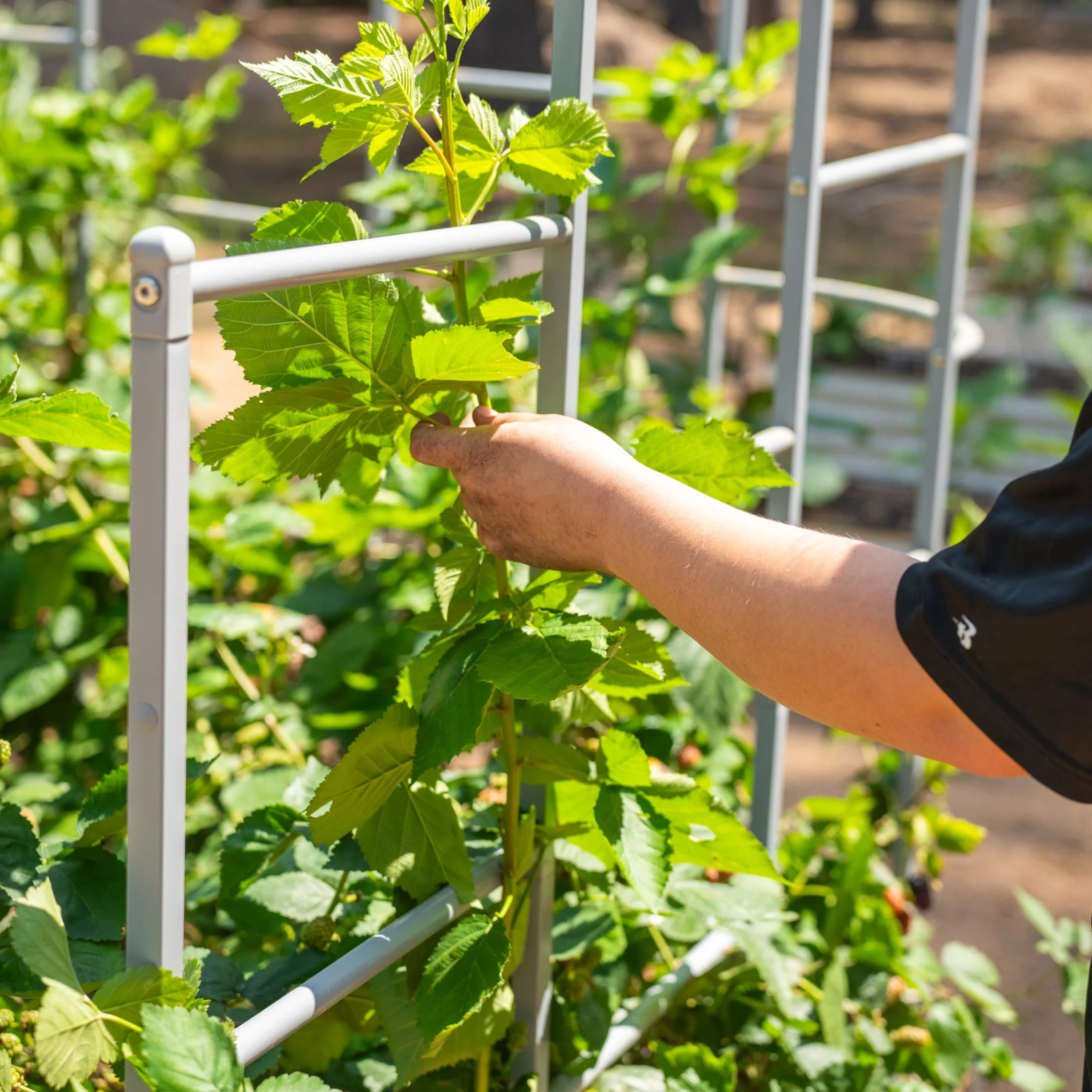 Wall Trellis System - Image 24