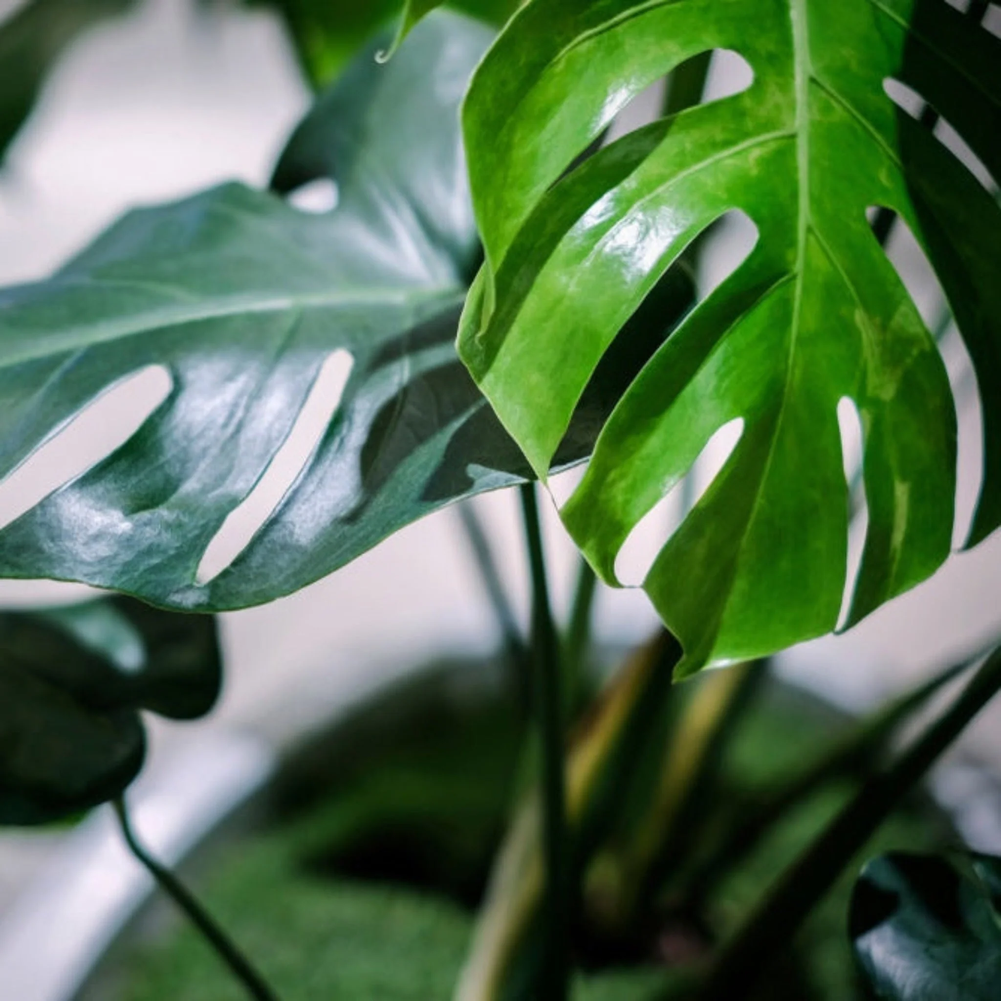 Monstera Deliciosa (Swiss Cheese Plant) - Image 2