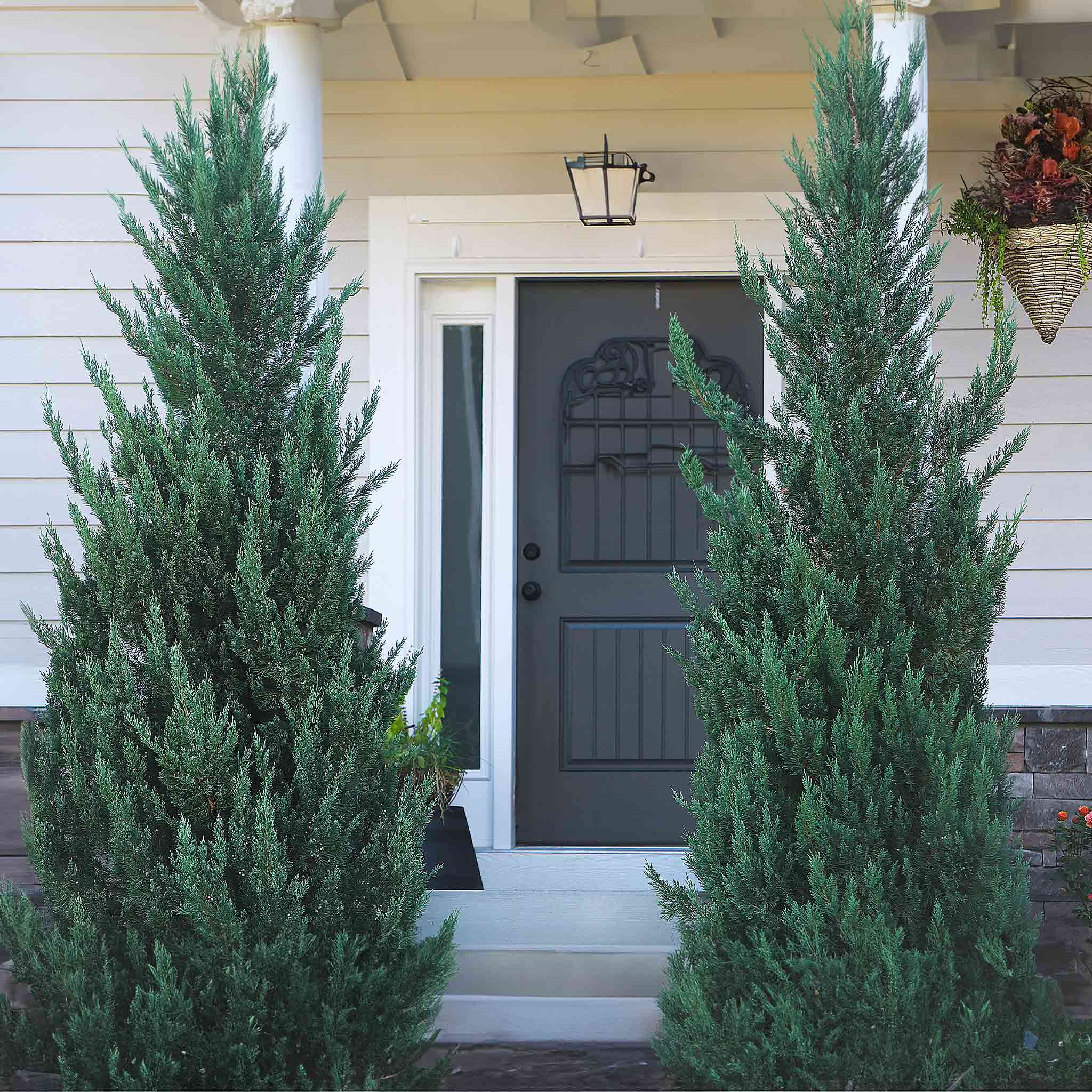 Moonglow Juniper Tree - Image 2