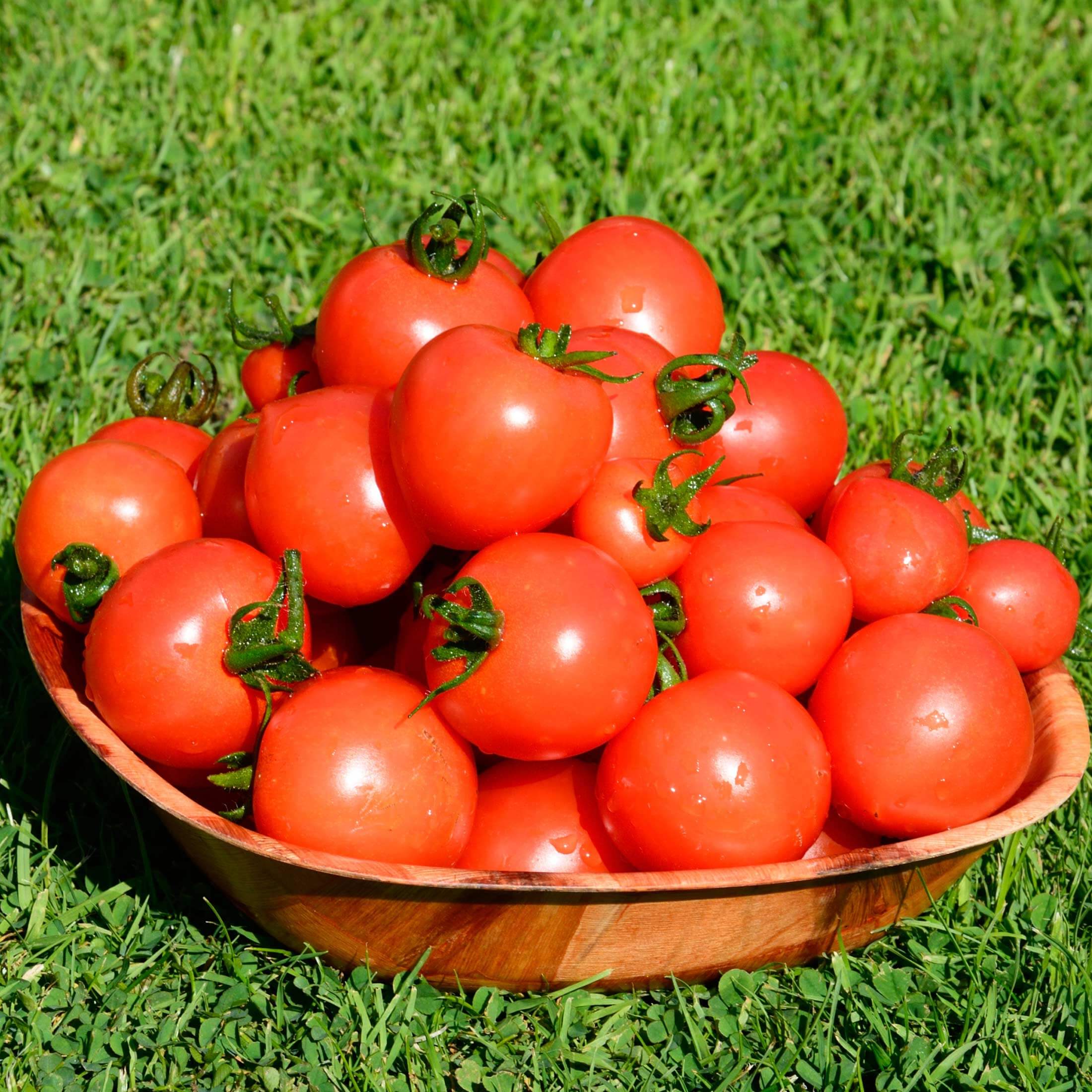 Mountain Magic Tomato Seedling - Image 5