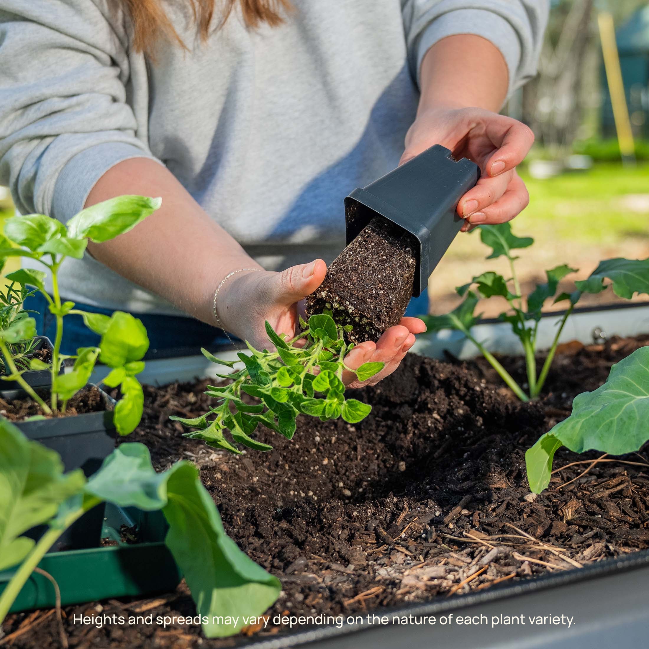 Mountain Magic Tomato Seedling - Image 9