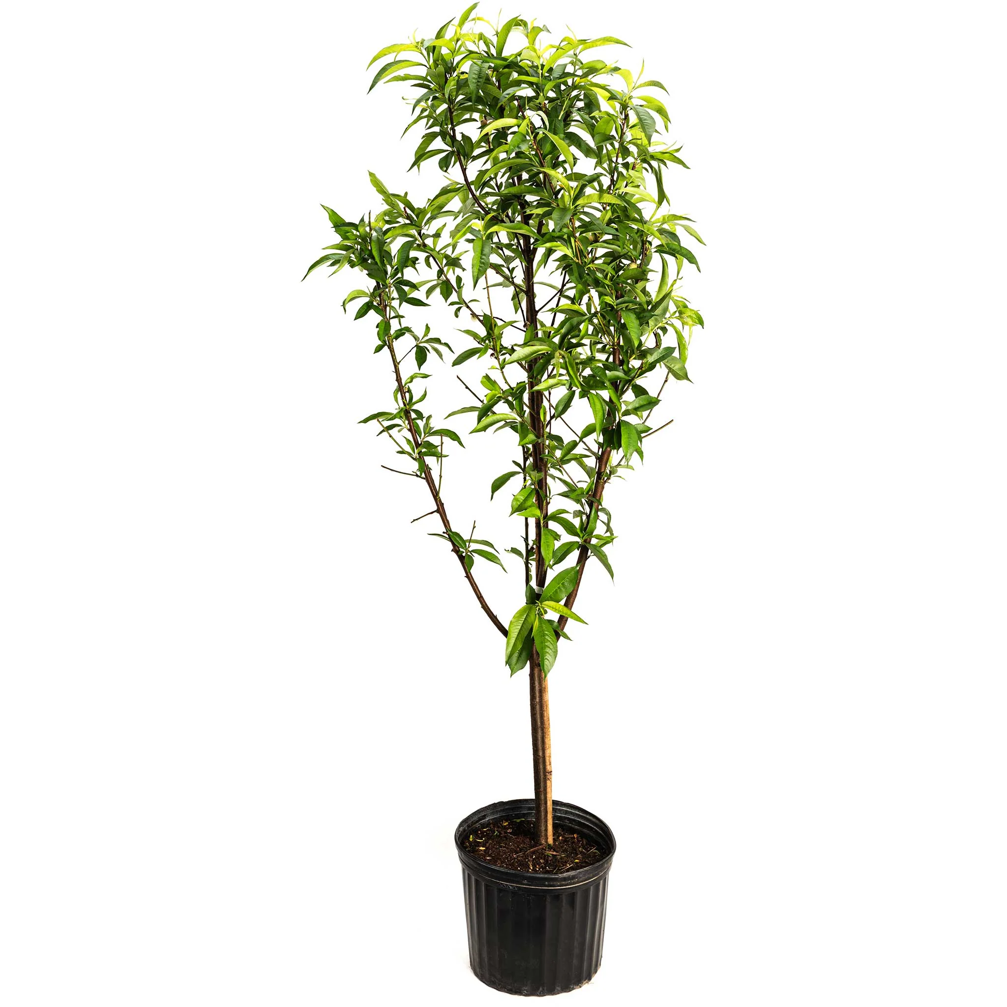 Multi-Fruit Peach Tree - Image 3