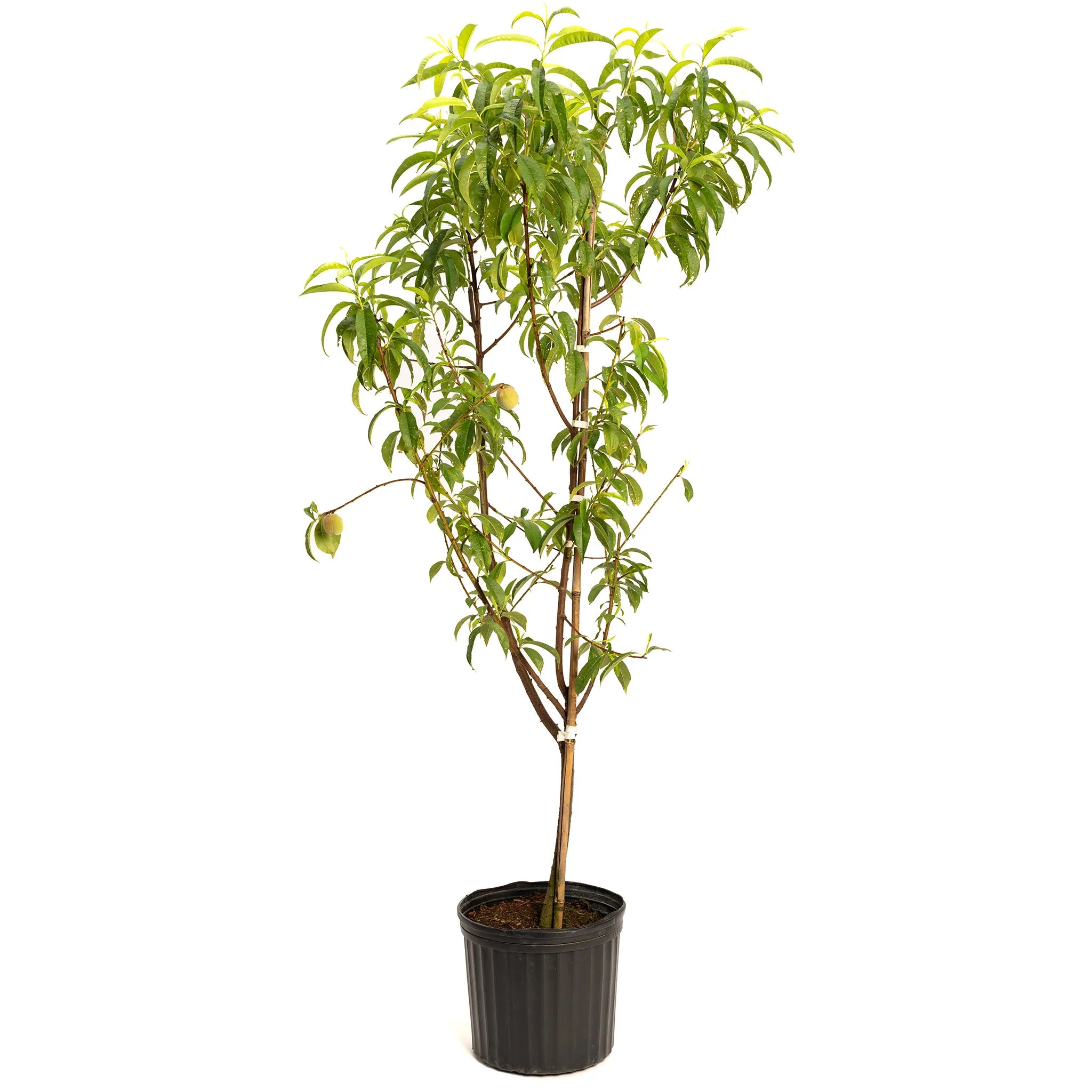 Multi-Fruit Peach Tree - Image 4
