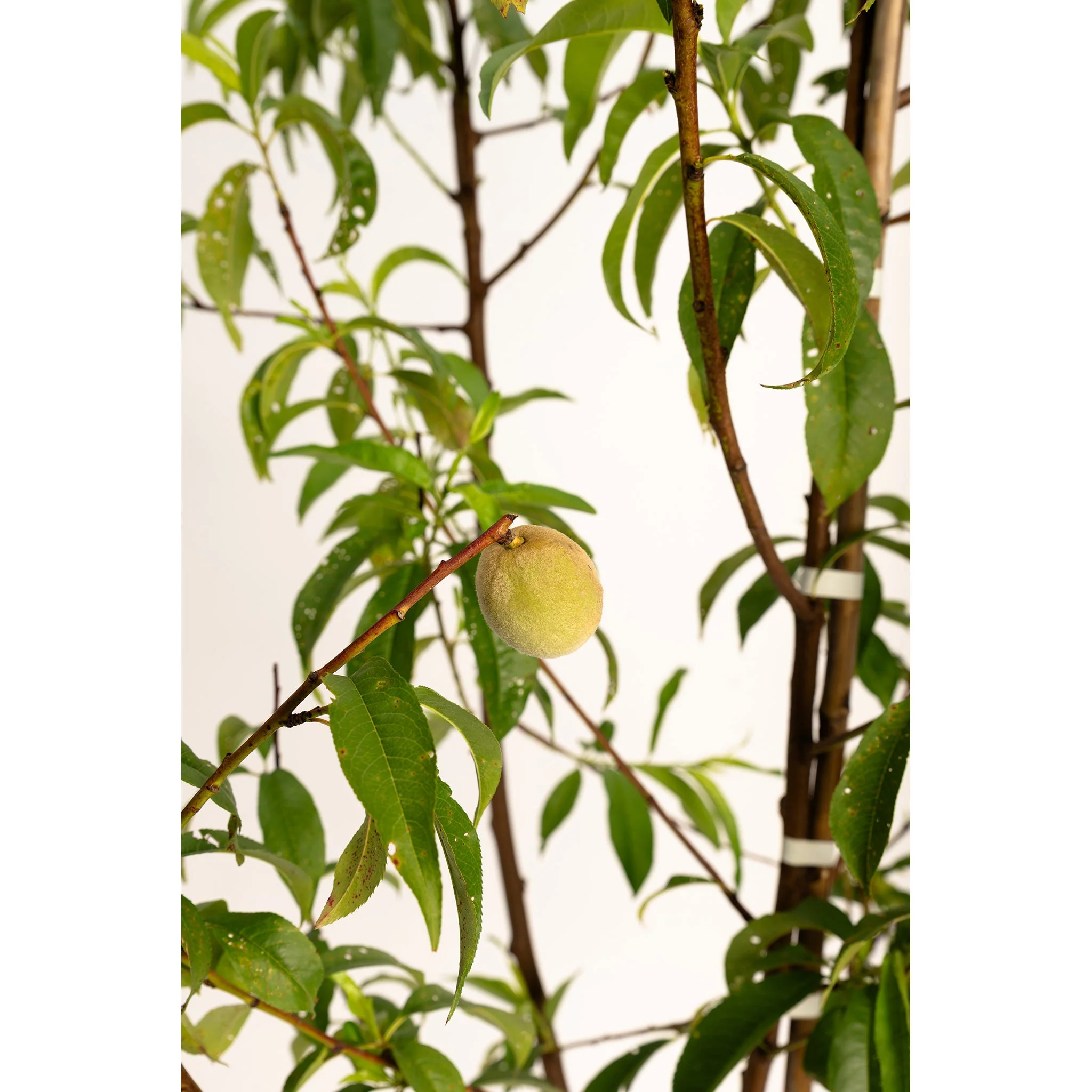 Multi-Fruit Peach Tree - Image 5
