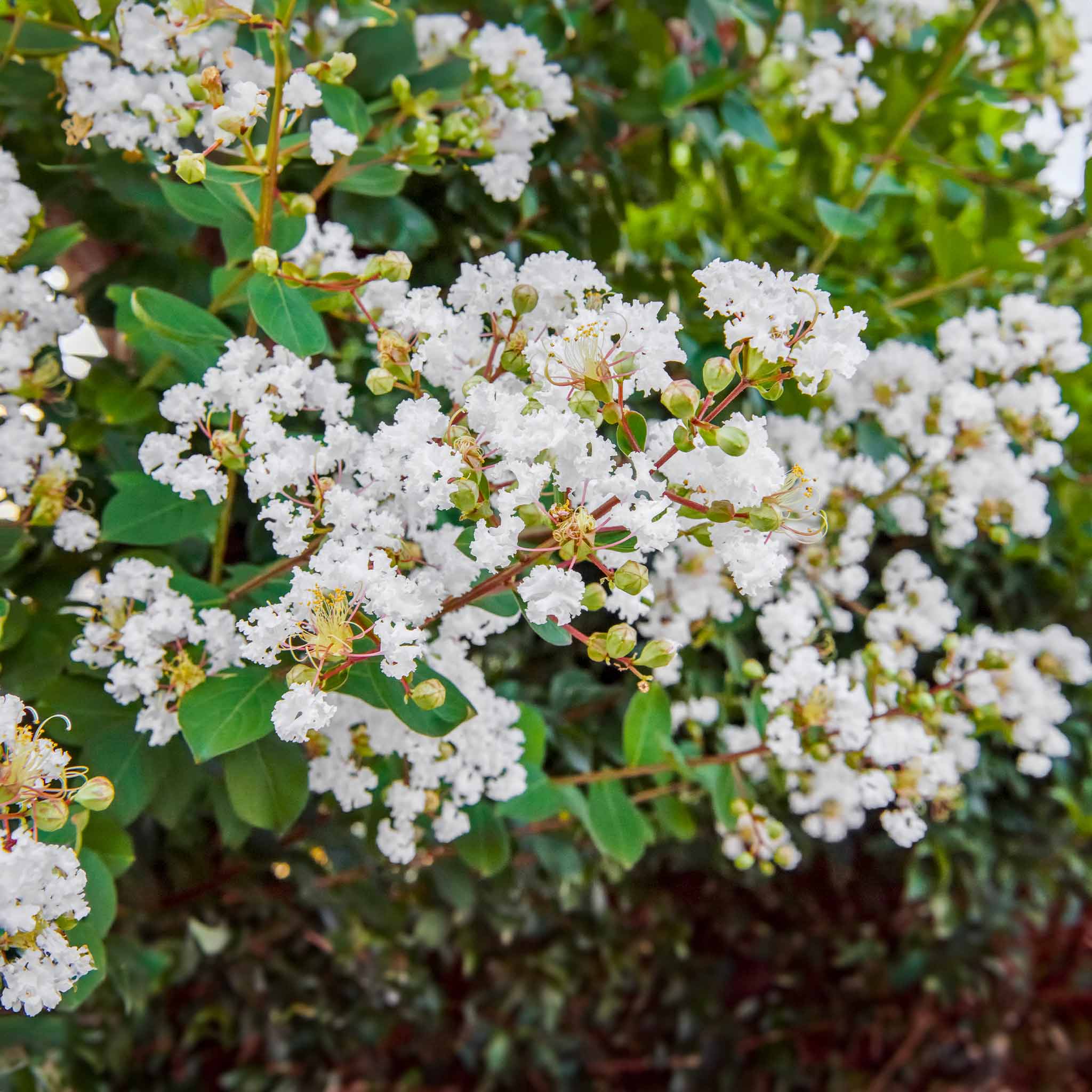 Natchez Crapemyrtle - Image 2