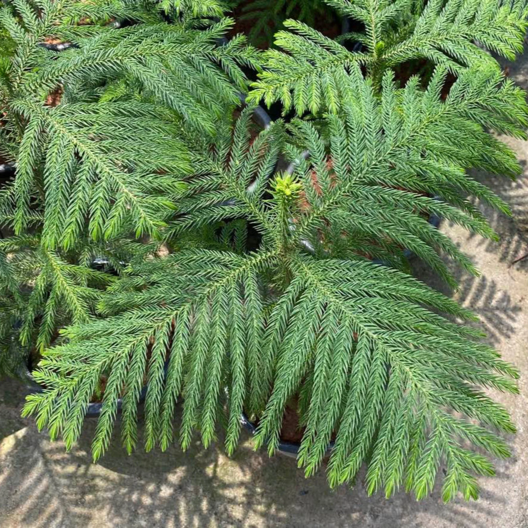 Norfolk Island Pine - Image 2