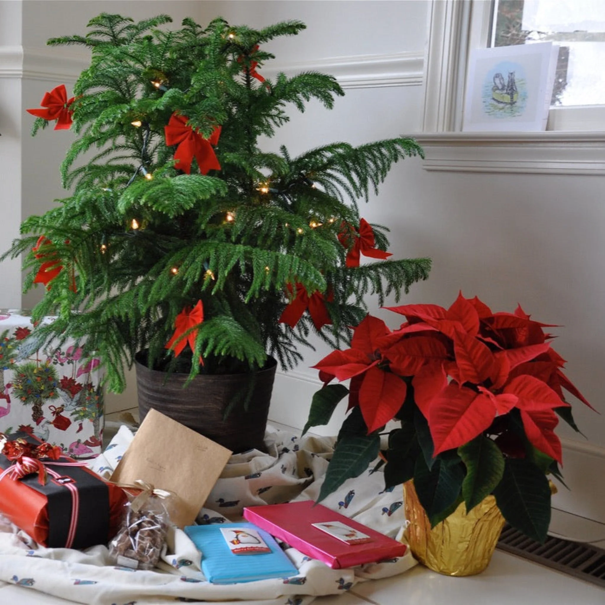 Norfolk Island Pine - Image 3