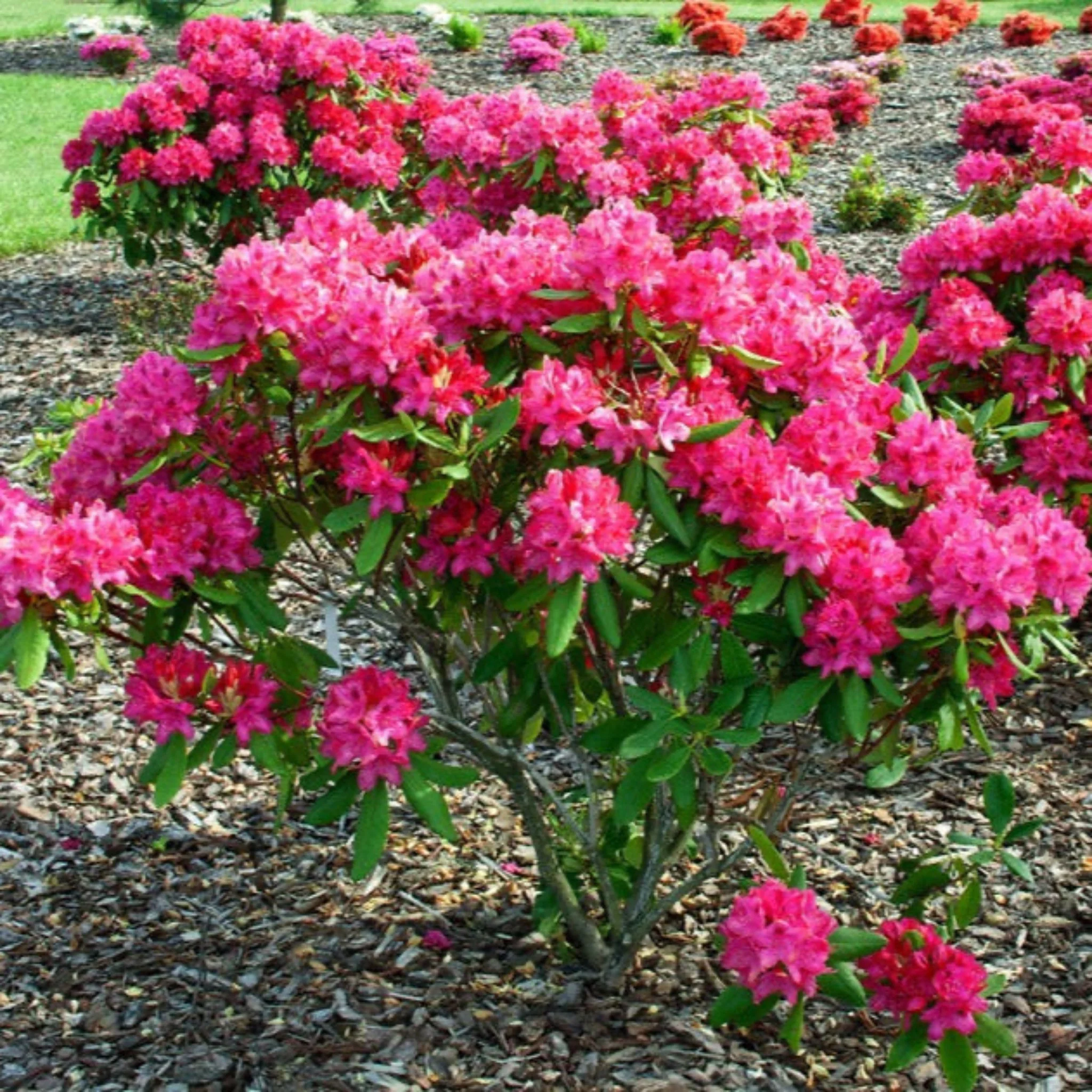 Nova Zembla Rhododendron - Image 2