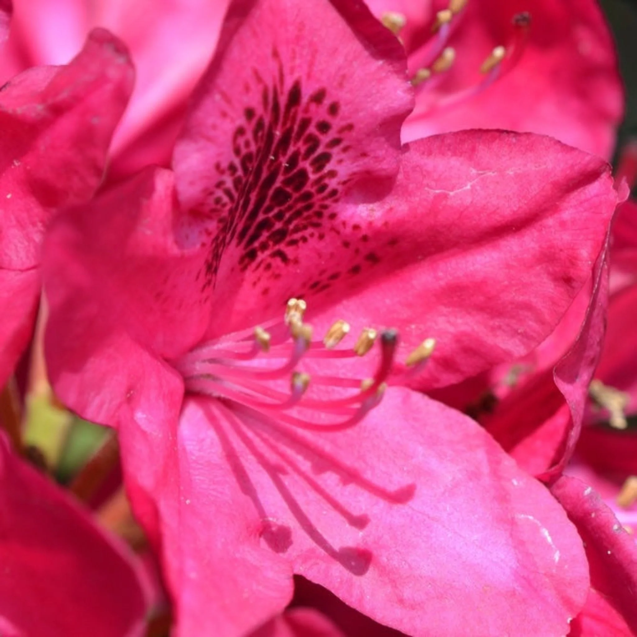 Nova Zembla Rhododendron - Image 3