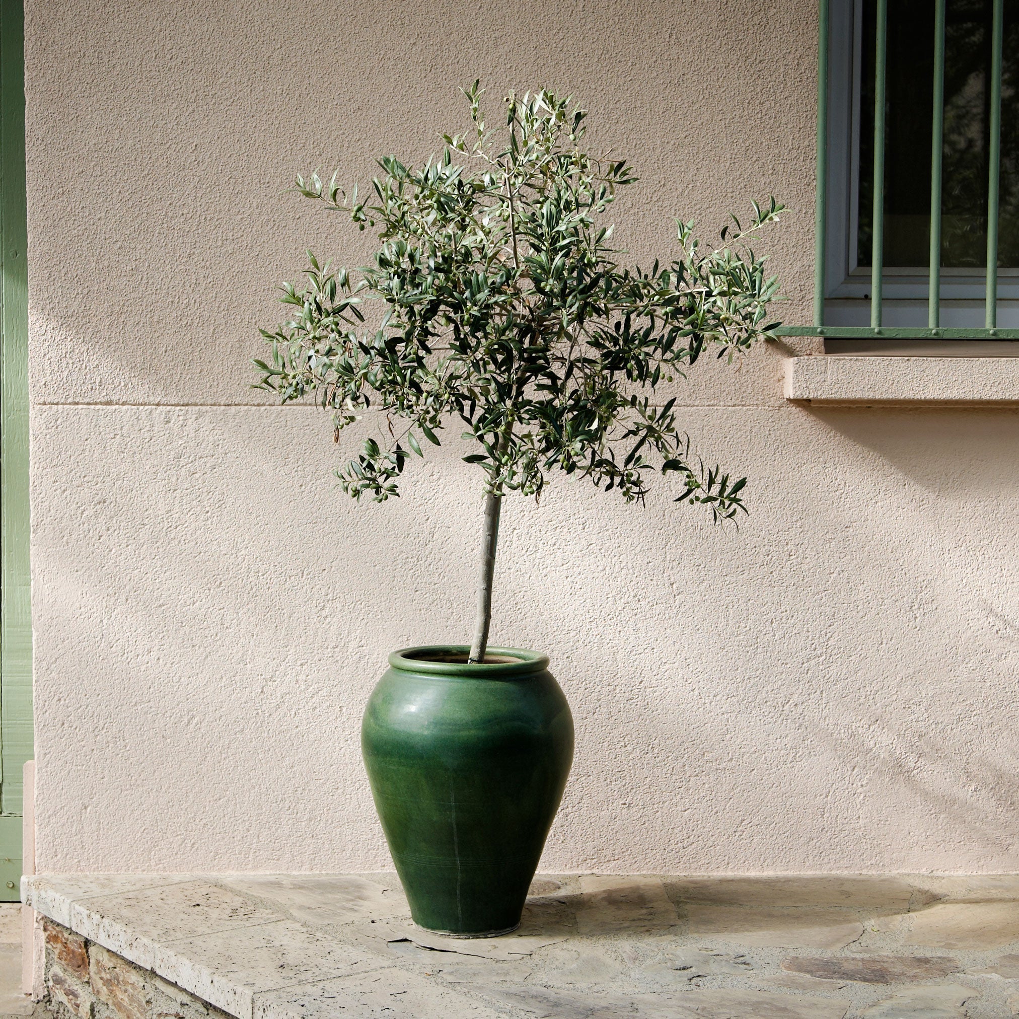 Olive Tree - Image 2