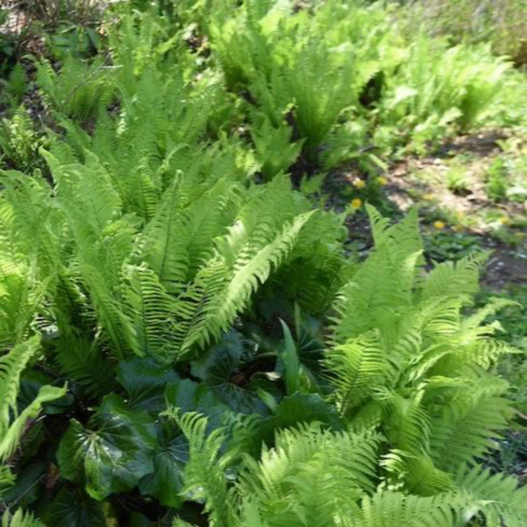 Ostrich Fern - Image 2