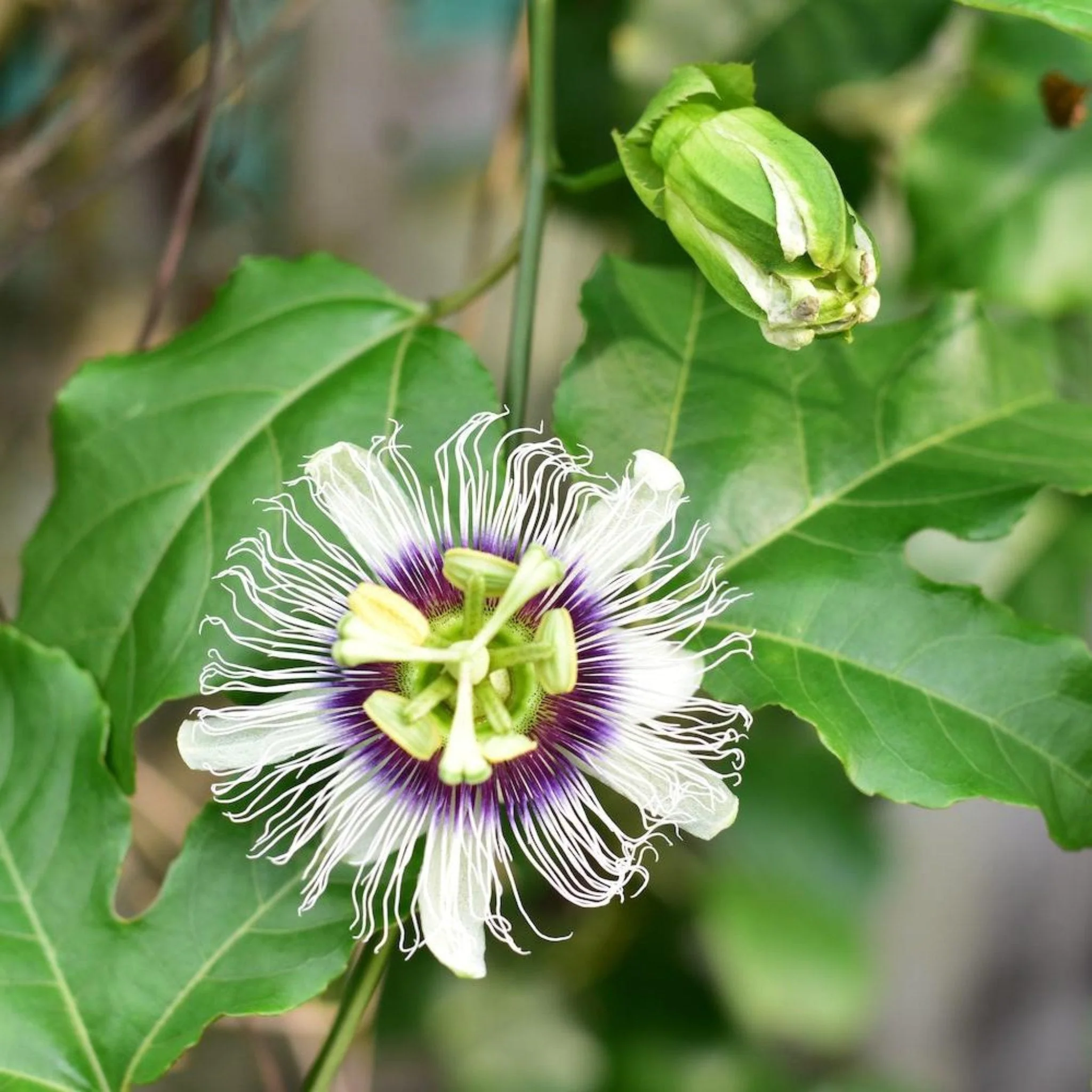 Passion Fruit - Image 2