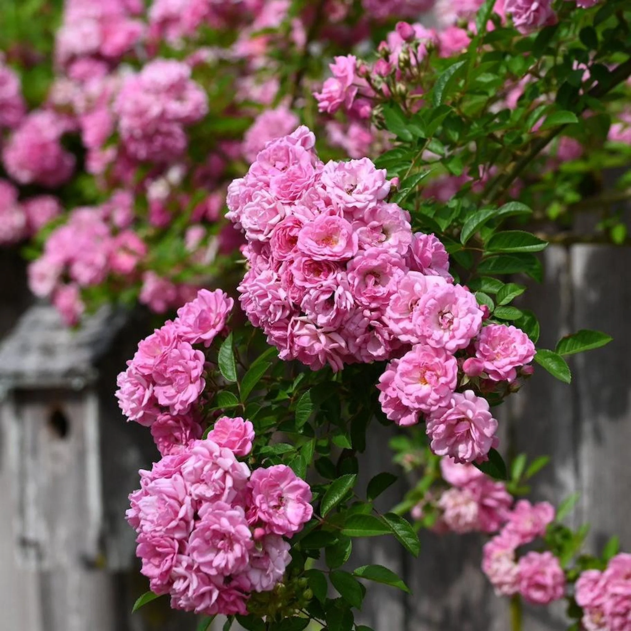Peggy Martin Climbing Rose - Image 2