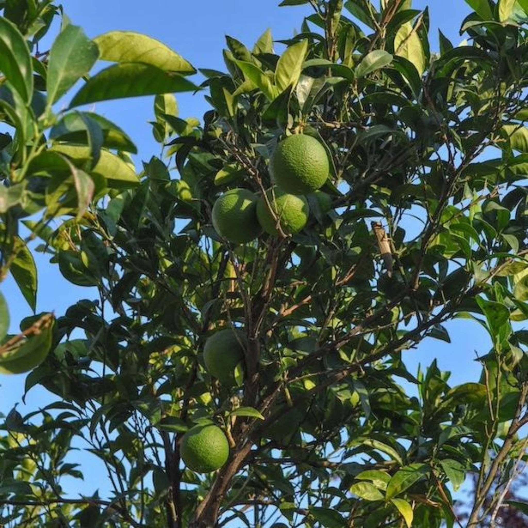 Persian 'Bearss' Lime Tree - Image 2