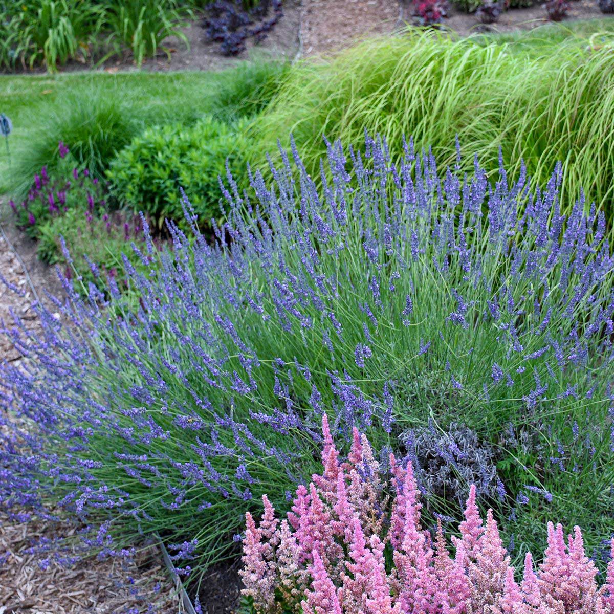 Phenomenal™ Lavender Plant - Image 2