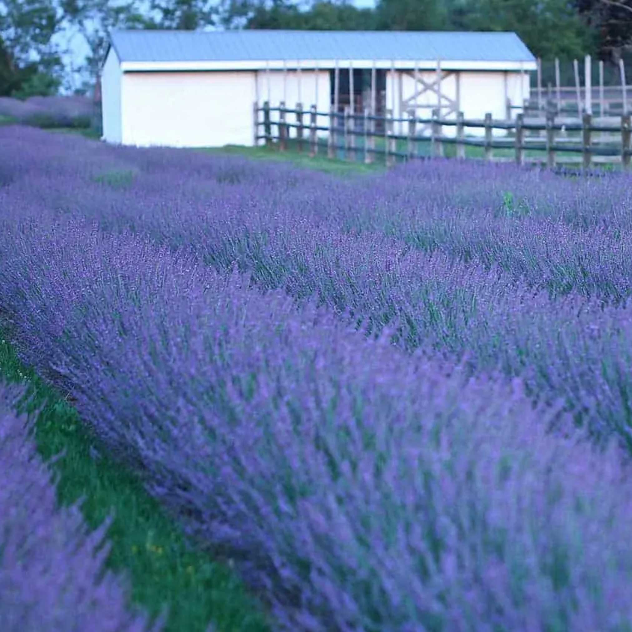 Phenomenal™ Lavender Plant - Image 3
