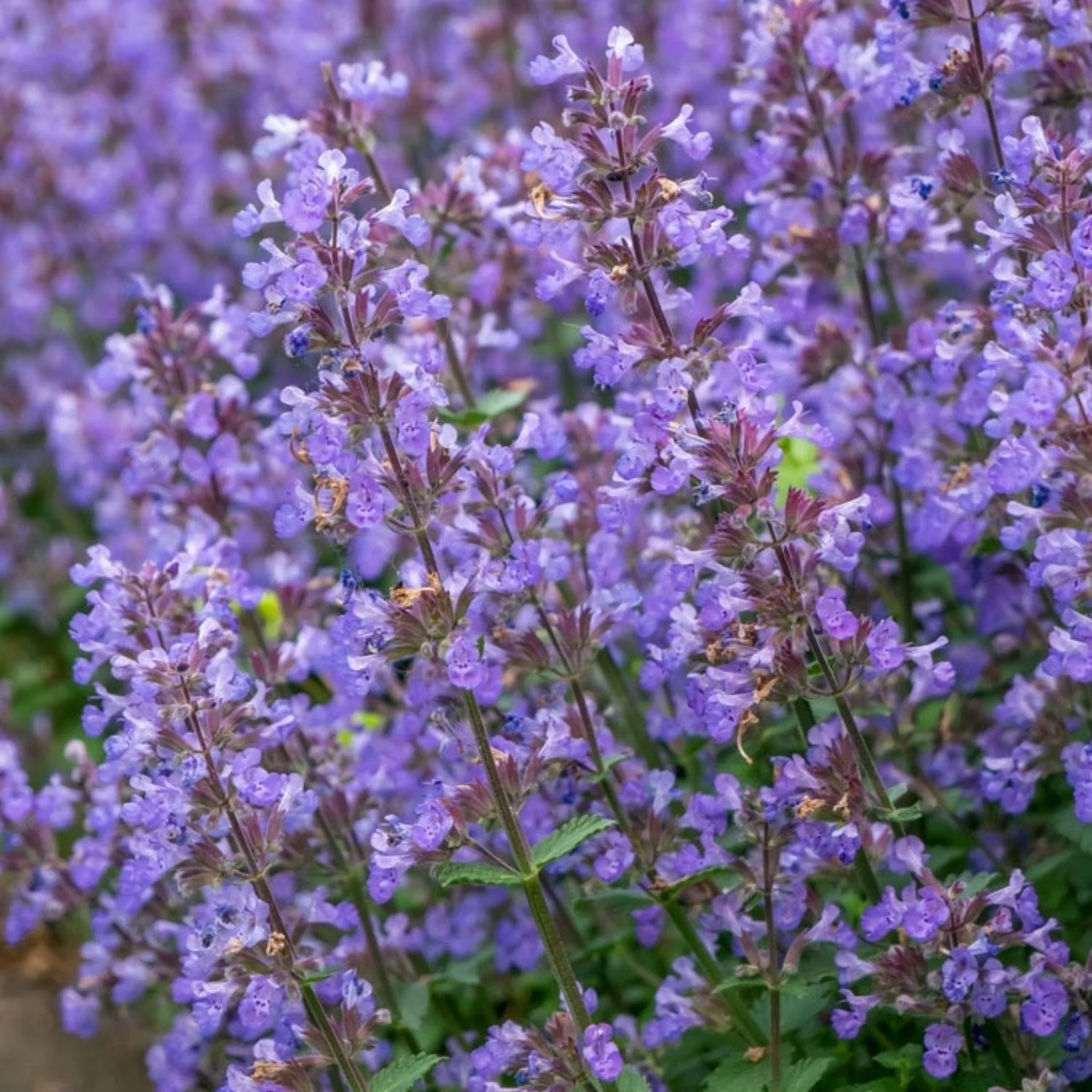 Picture Purrfect Catmint - Image 2