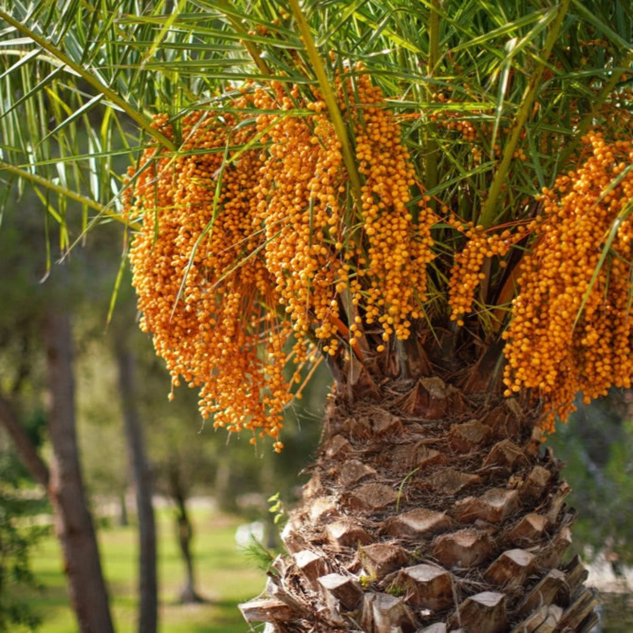 Pindo Palm - Image 2