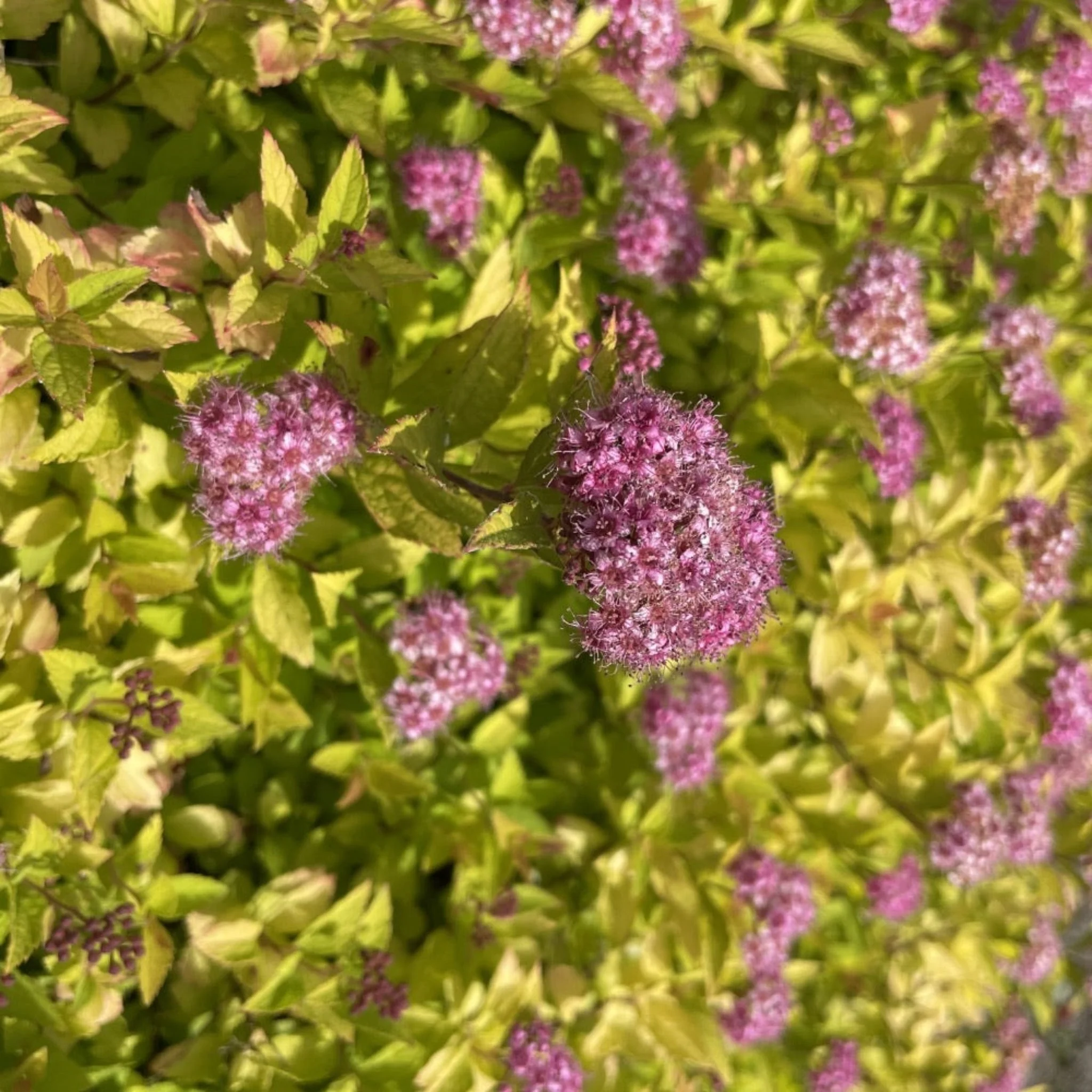 Pineapple Poprocks® Spiraea - Image 2