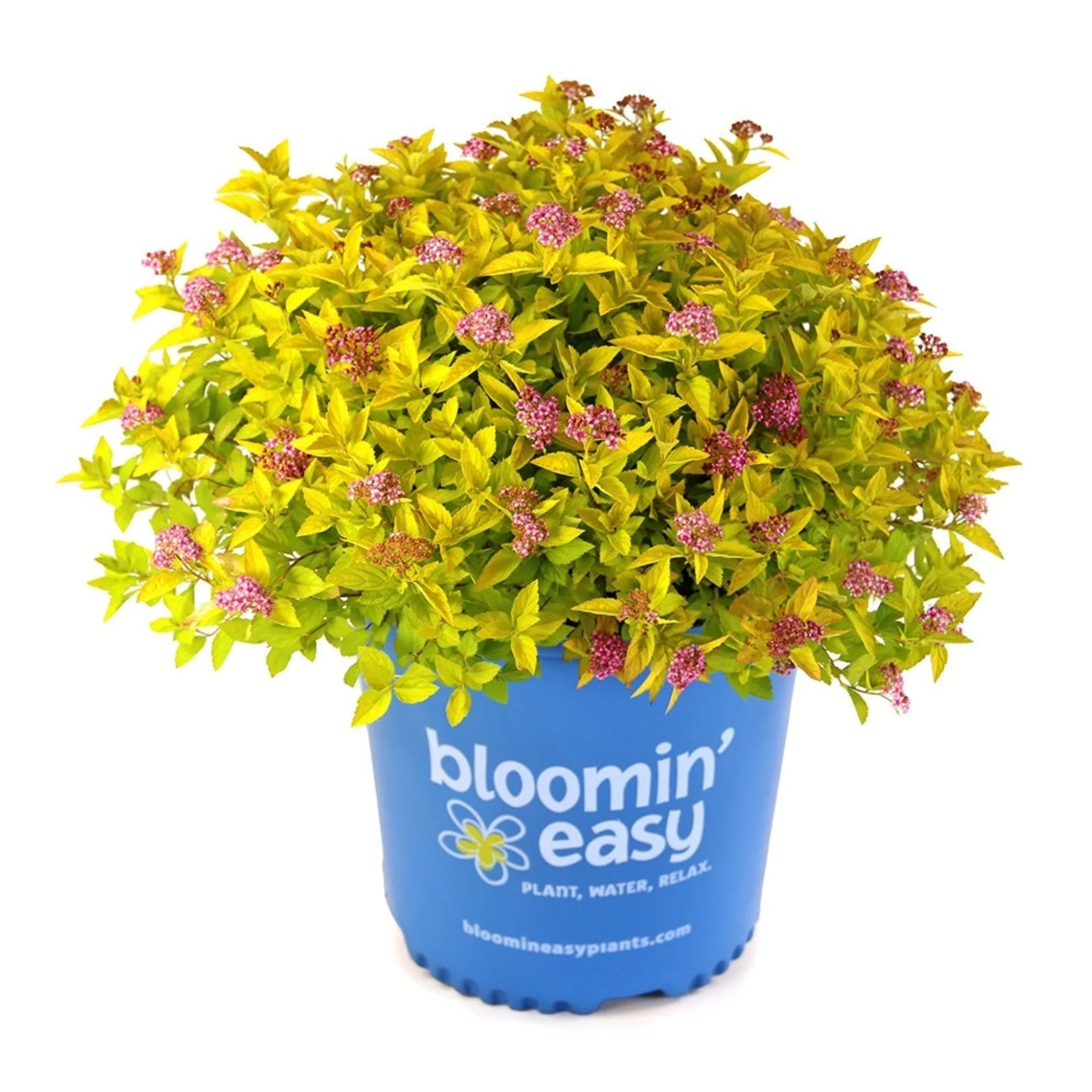 Pineapple Poprocks® Spiraea - Image 3