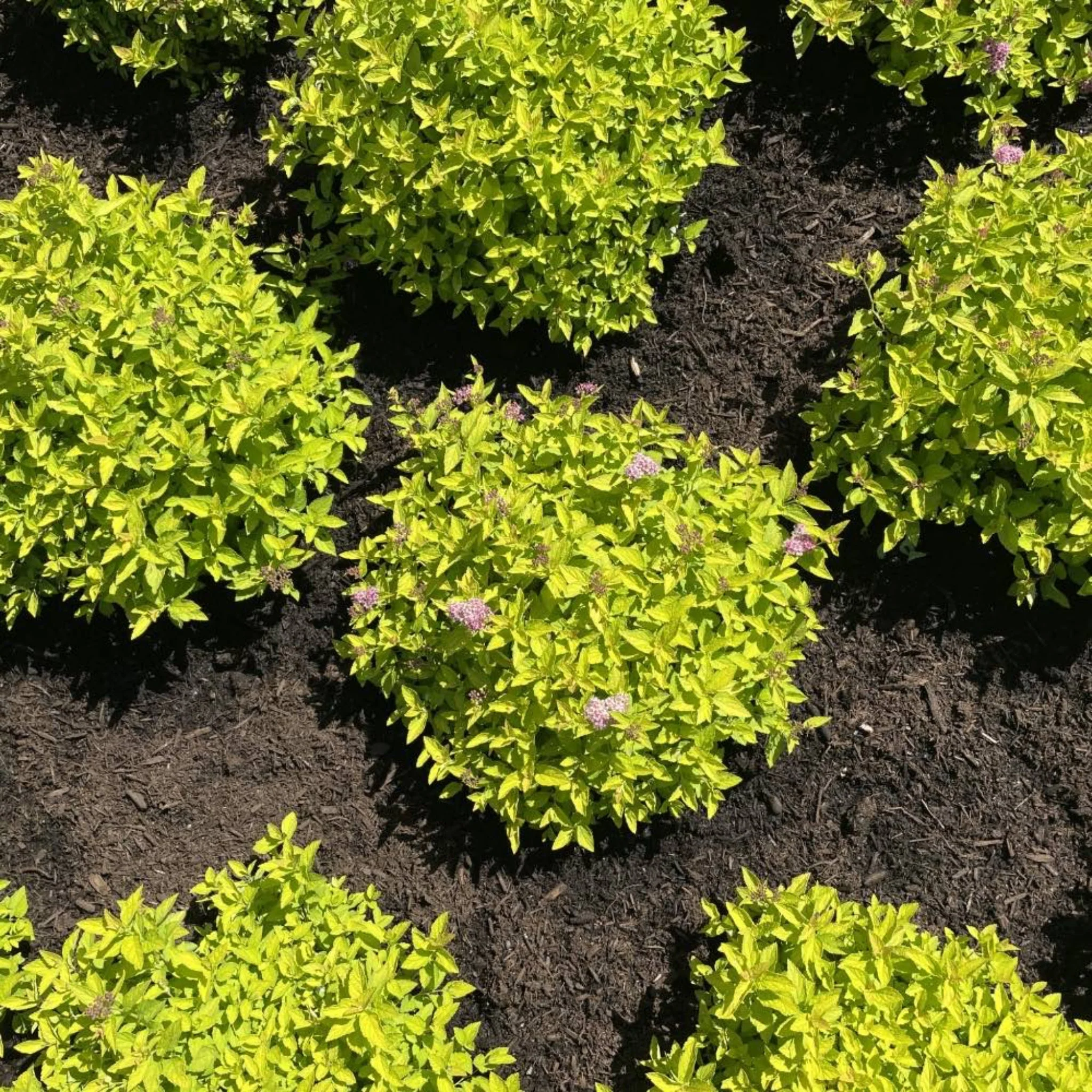 Pineapple Poprocks® Spiraea - Image 4