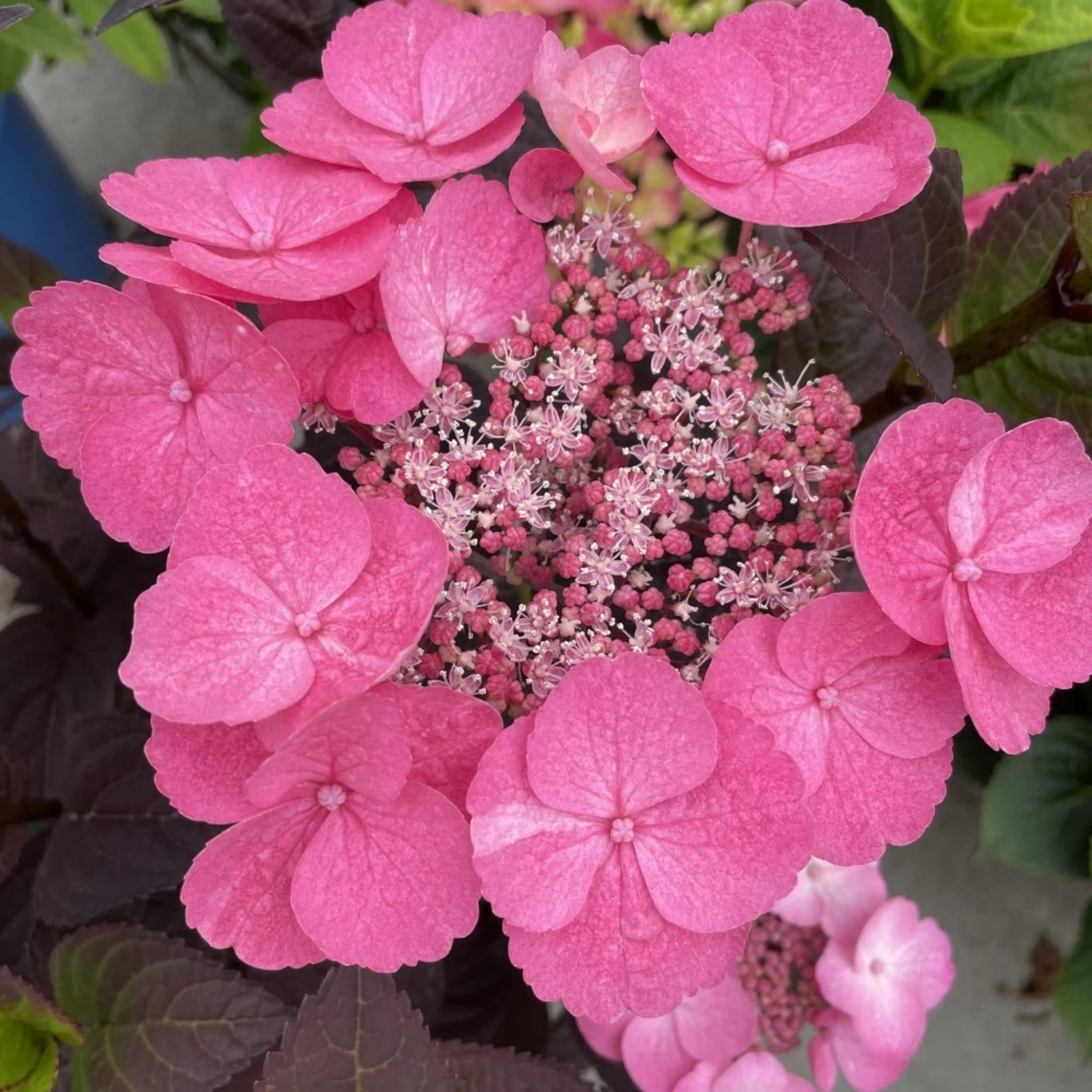 Pink Dynamo™ Hydrangea - Image 2