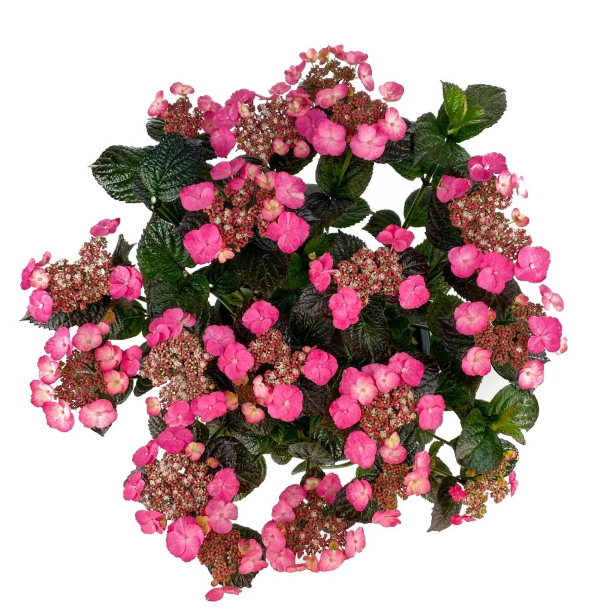 Pink Dynamo™ Hydrangea - Image 3