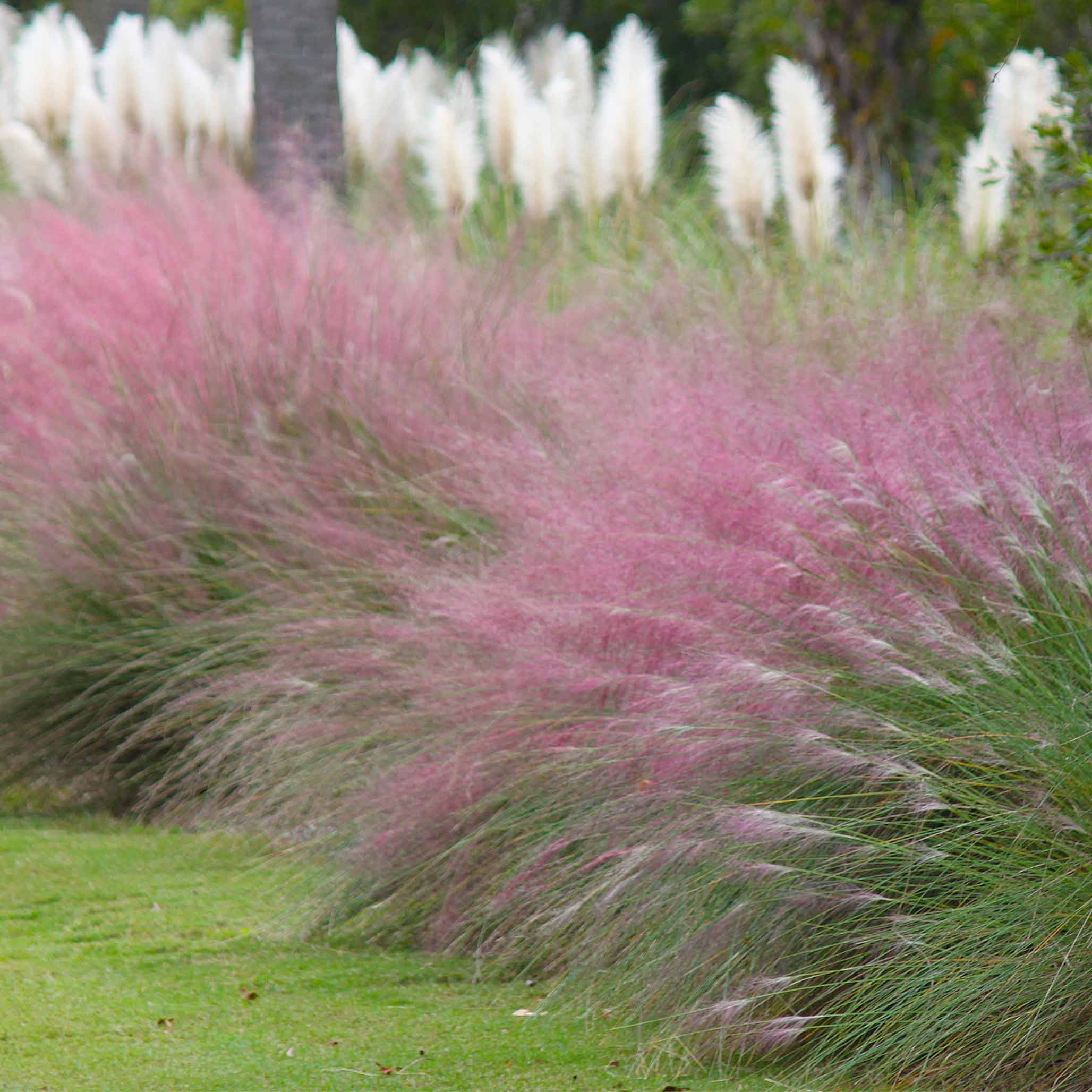 Pink Muhly Grass - Image 2
