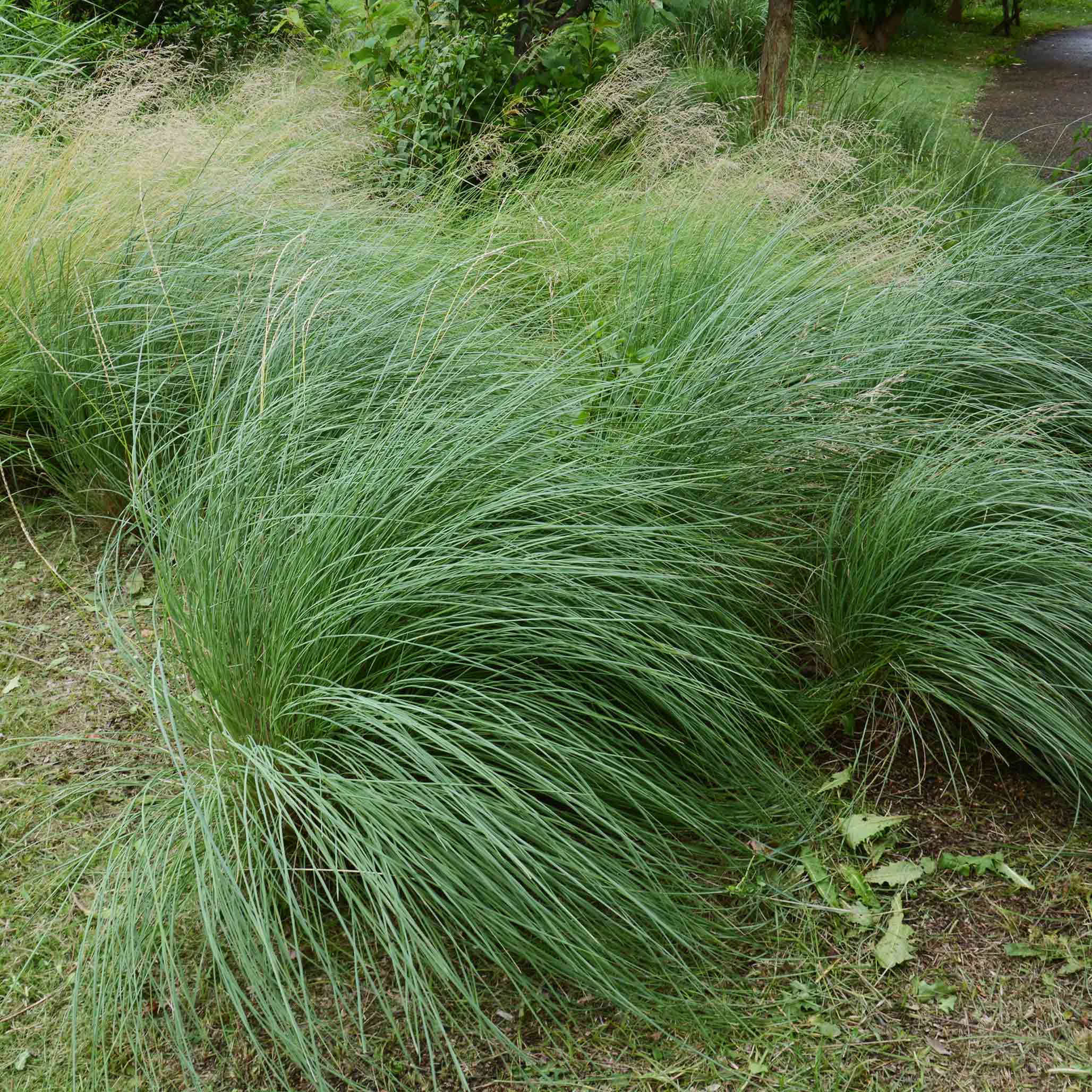 Pink Muhly Grass - Image 3