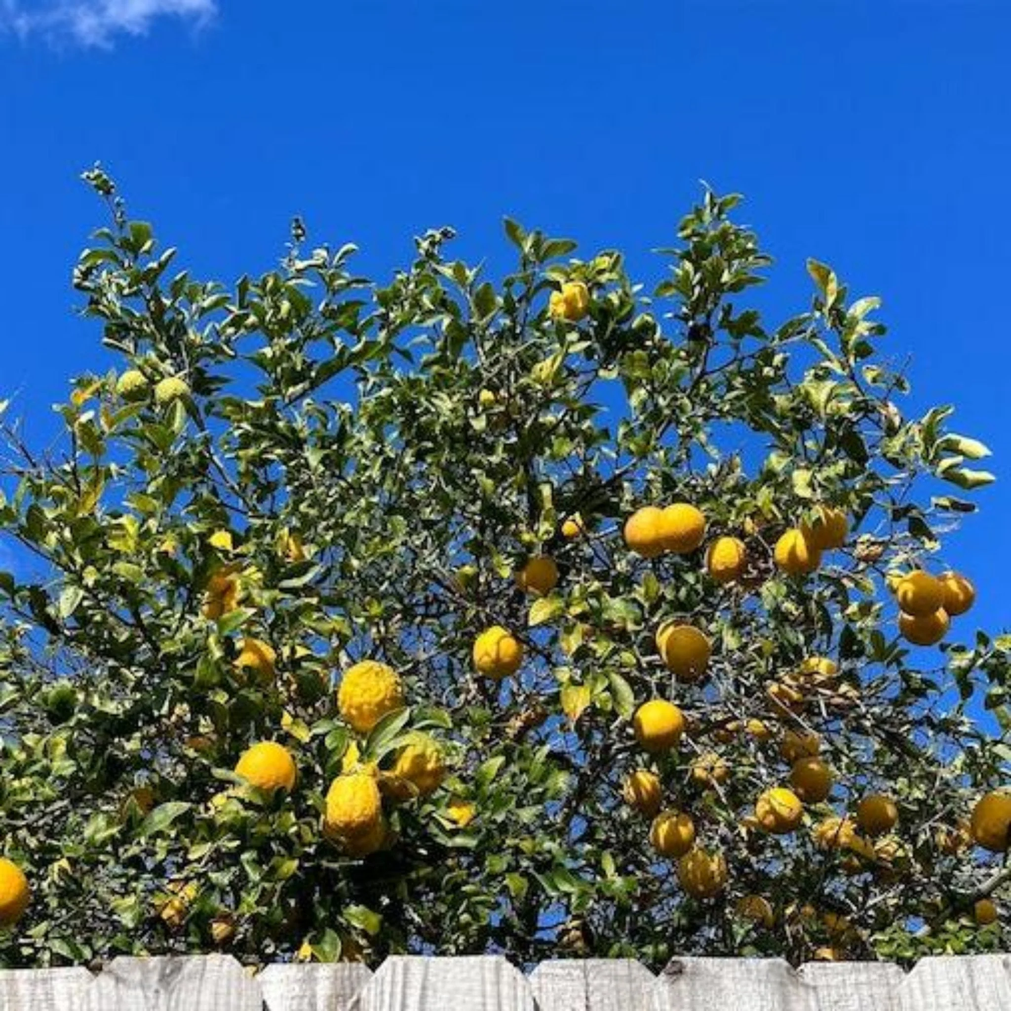Ponderosa Lemon Tree - Image 2