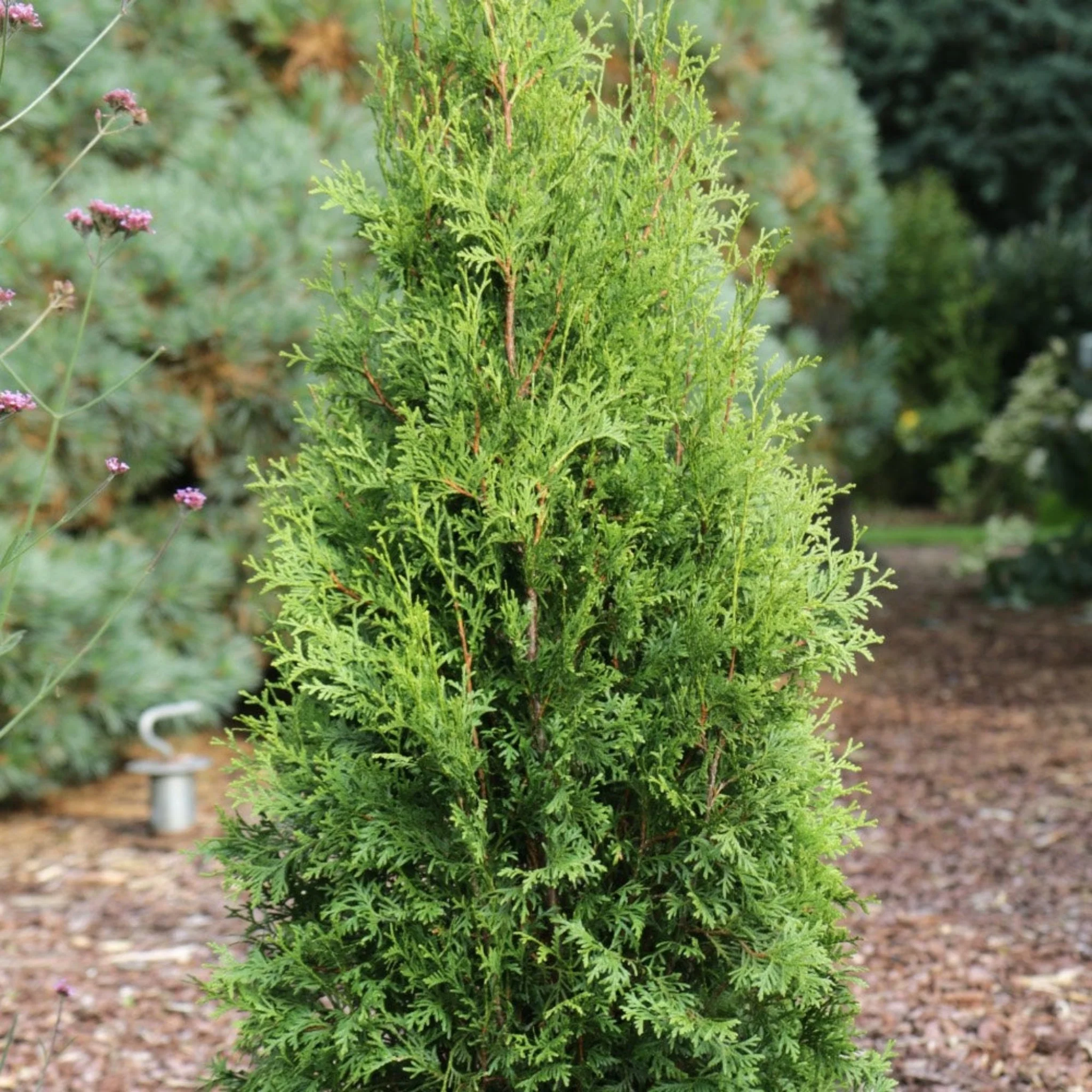 Private Jet™ Arborvitae - Image 2