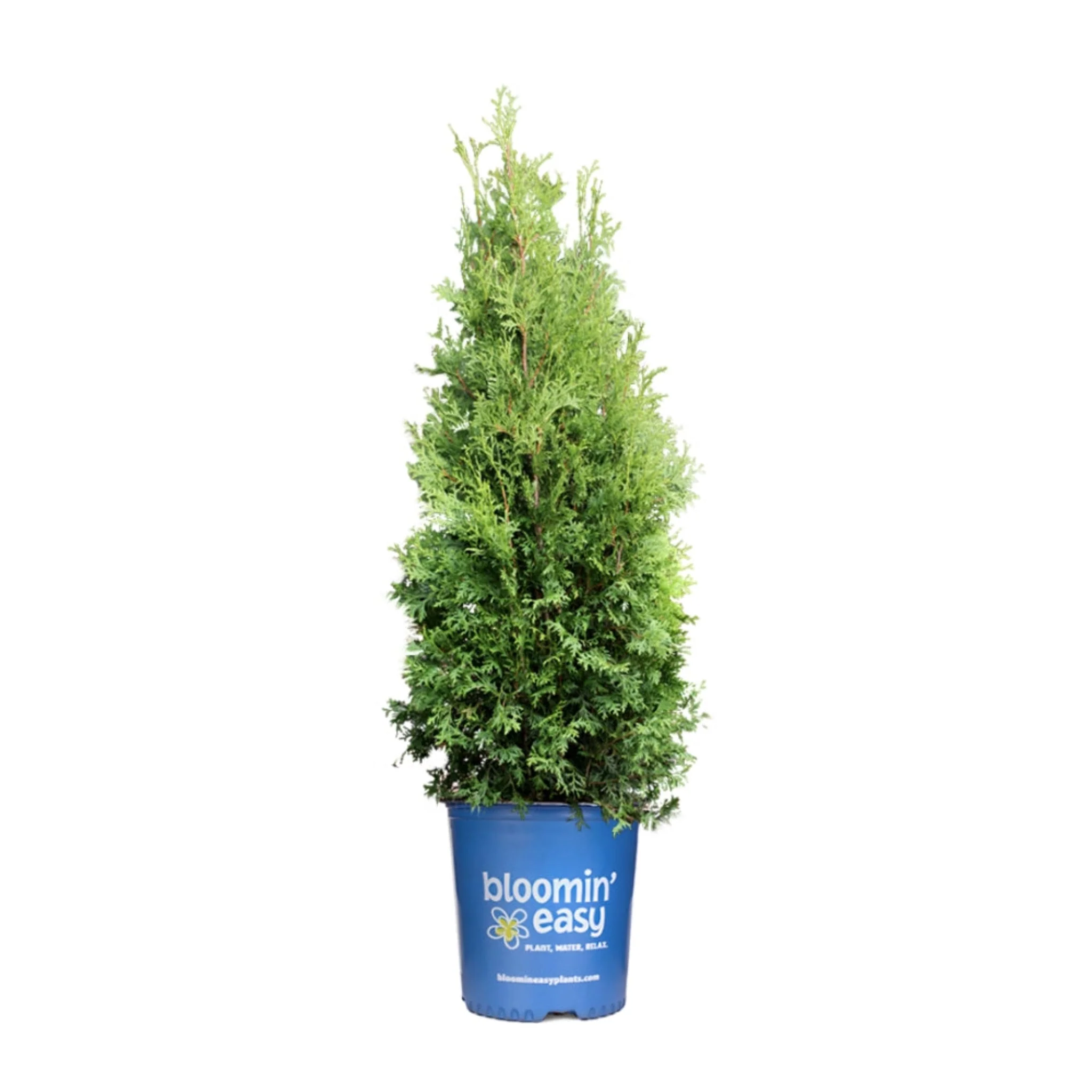 Private Jet™ Arborvitae - Image 3