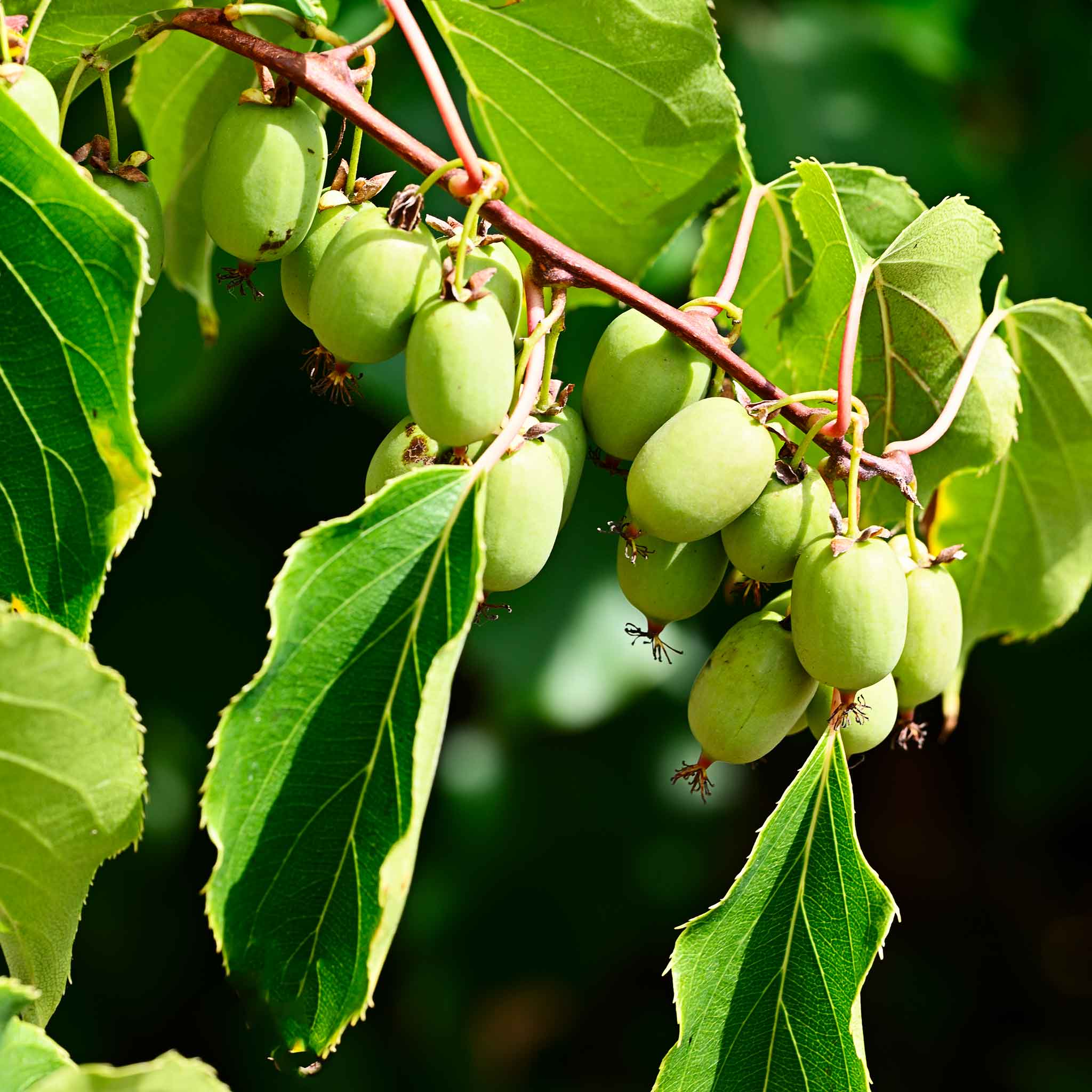 Prolific Kiwi - Image 2