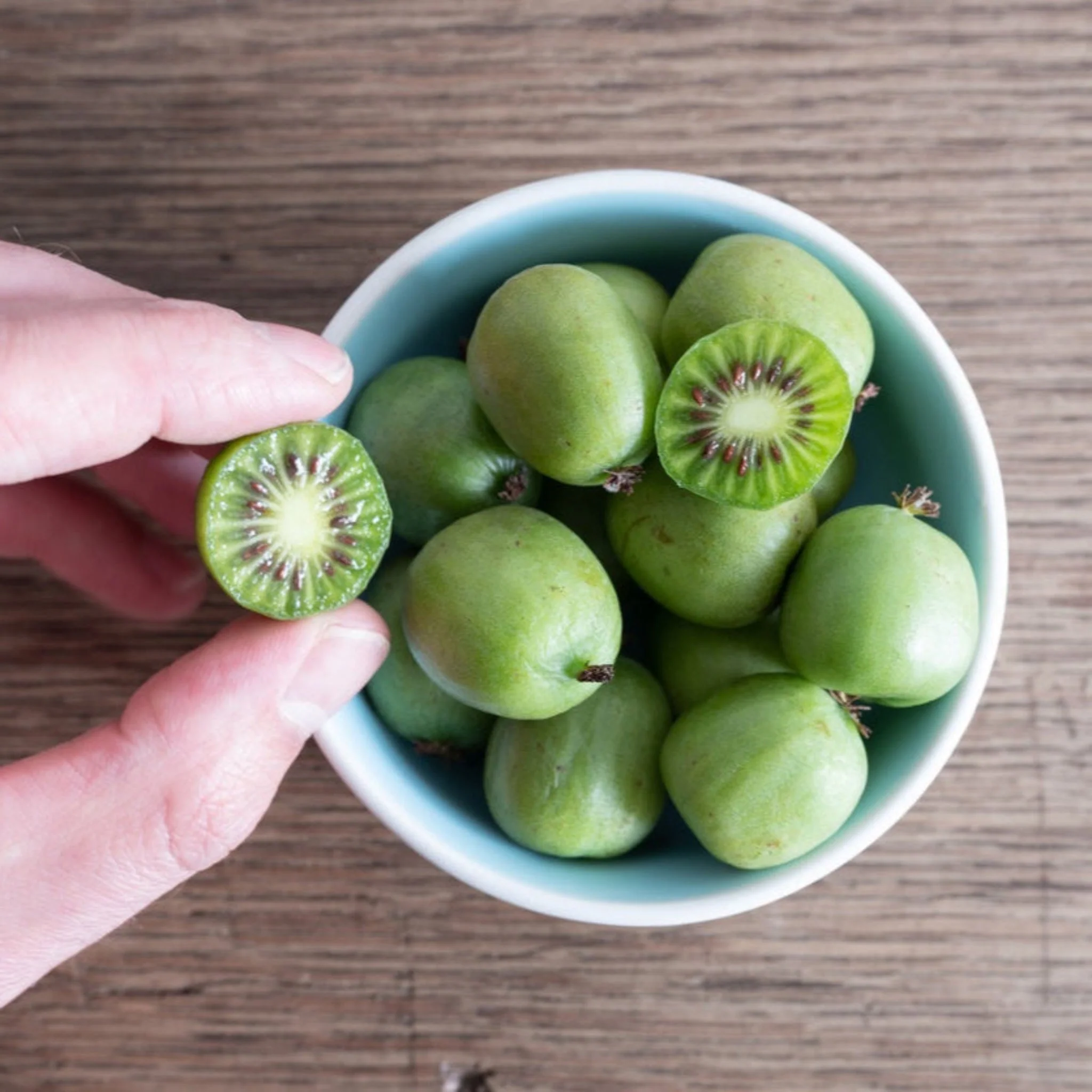 Prolific Kiwi - Image 3