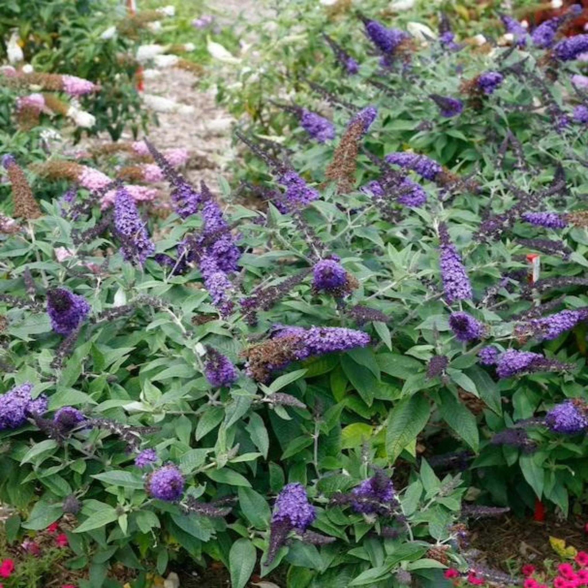 Pugster Blue® Butterfly Bush - Image 2