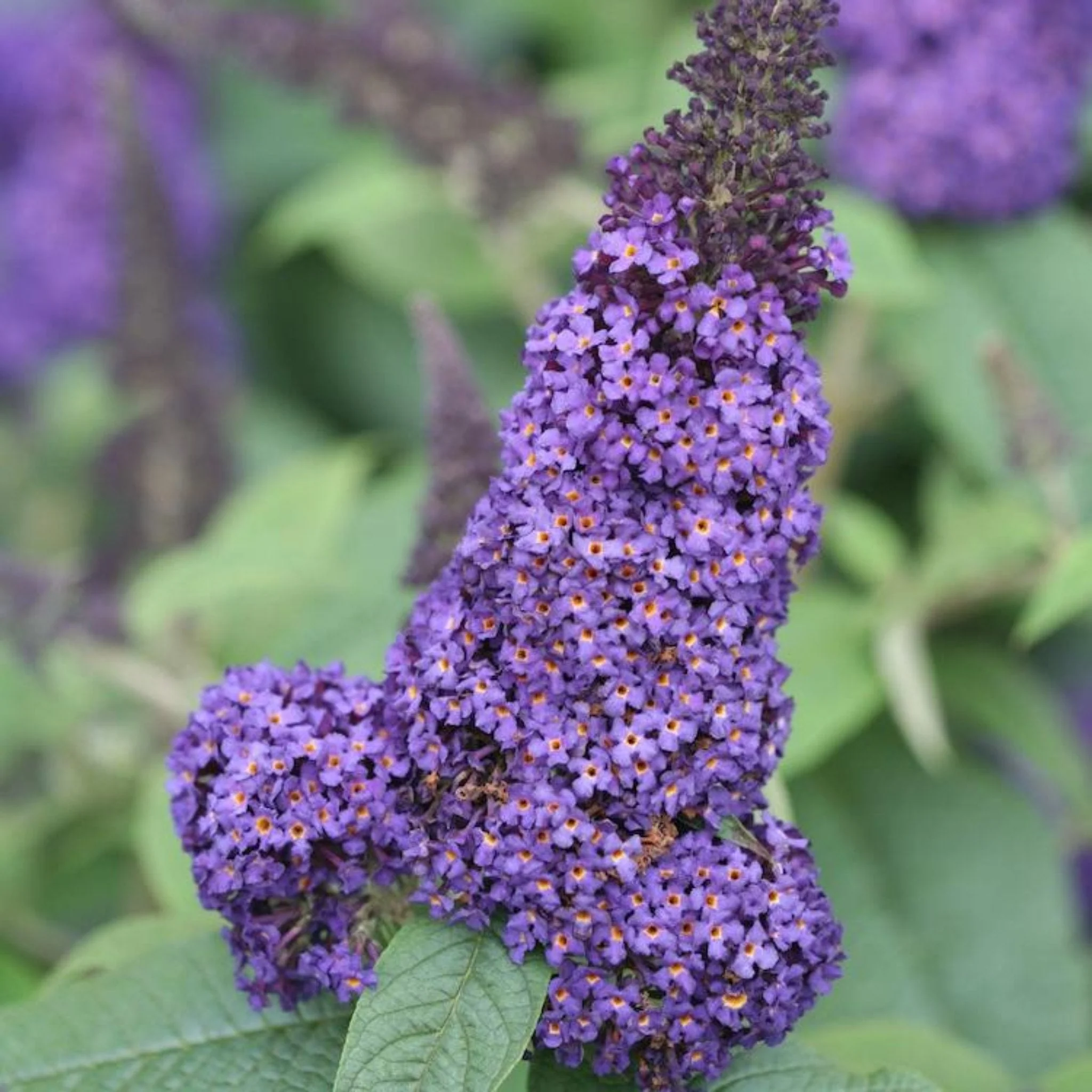 Pugster Blue® Butterfly Bush - Image 3