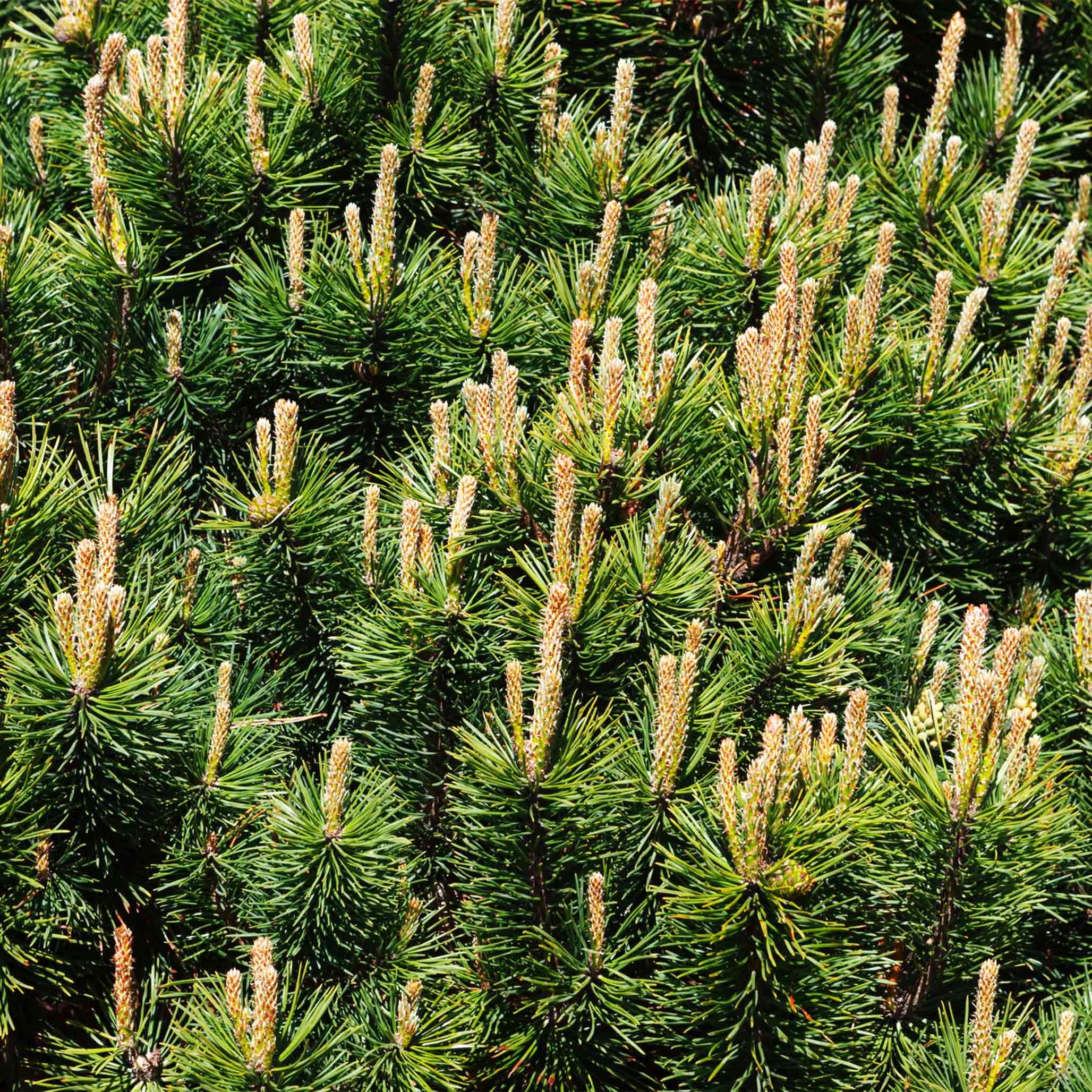 Pumillio Mugho Pine - Image 2